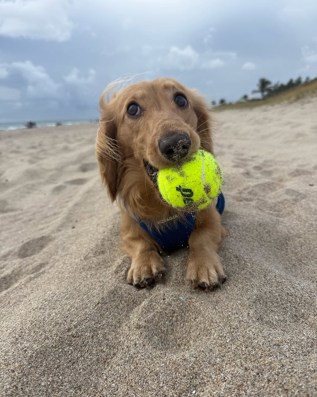 Pano is in the zone, playing like a pro!