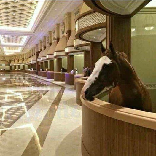 Exploring Dubai's Opulent Horse Stable: A True Luxury Experience