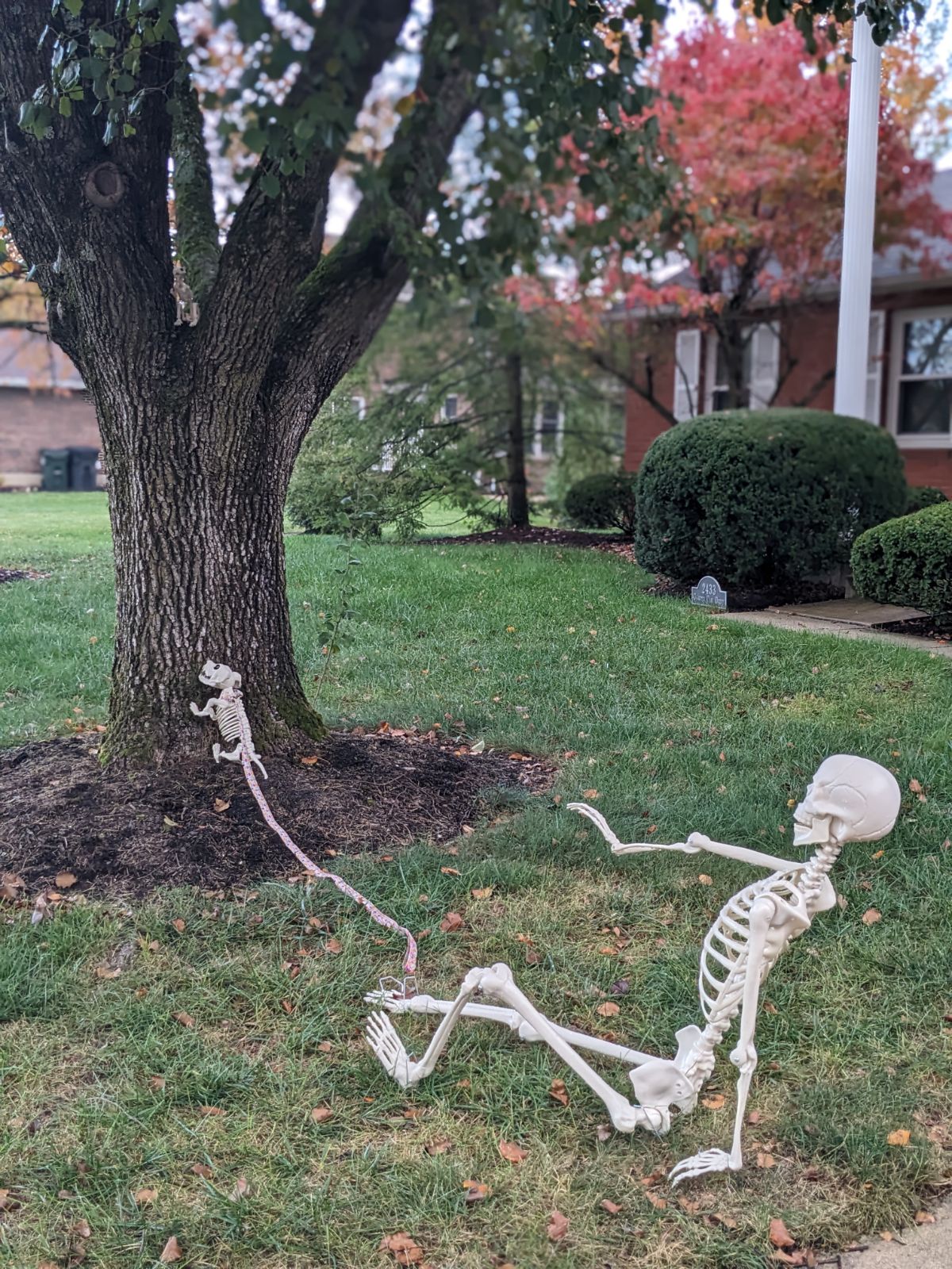 Meet the Bone-Chilling Skeleton Squirrel
