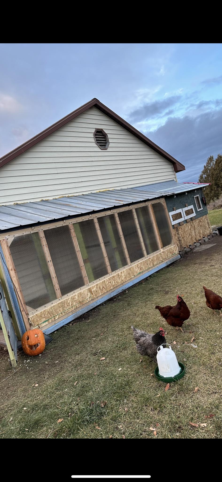 Winter Prep Complete: Keeping the Coop Cozy and Happy!