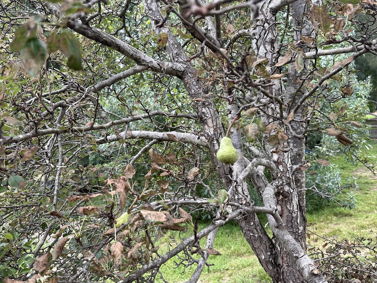 The Enigmatic Pear Tree
