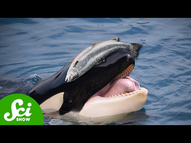 Orcas Rocking Salmon Hats