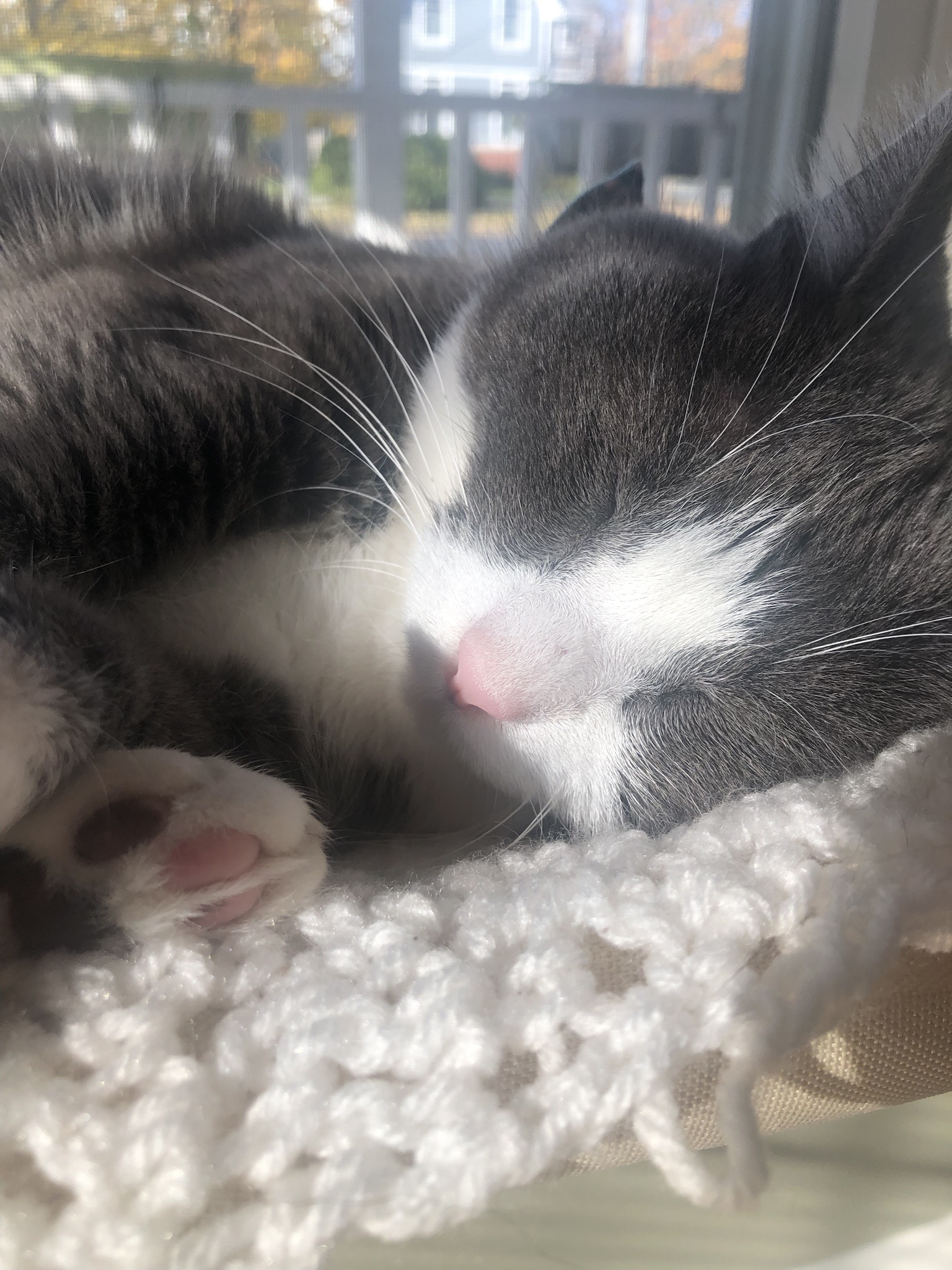 Pigeon the cat: The ultimate master of coziness