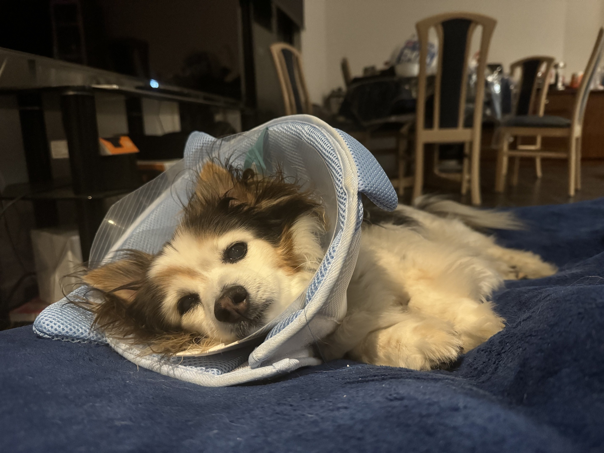 Daily Dose of Cutness: Meet My Dog Panko