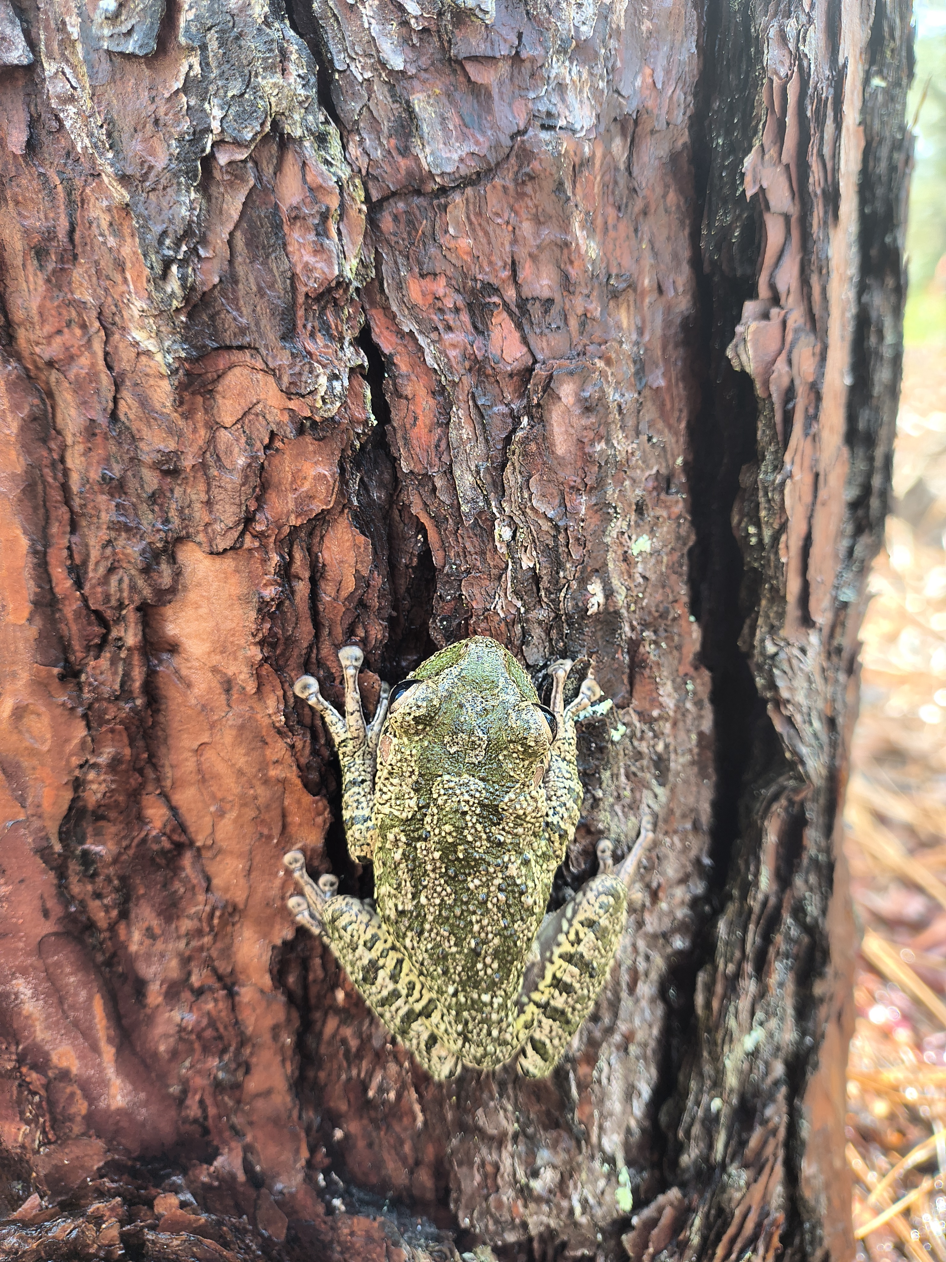 Cuban Tree Frog: A Central Florida Gem