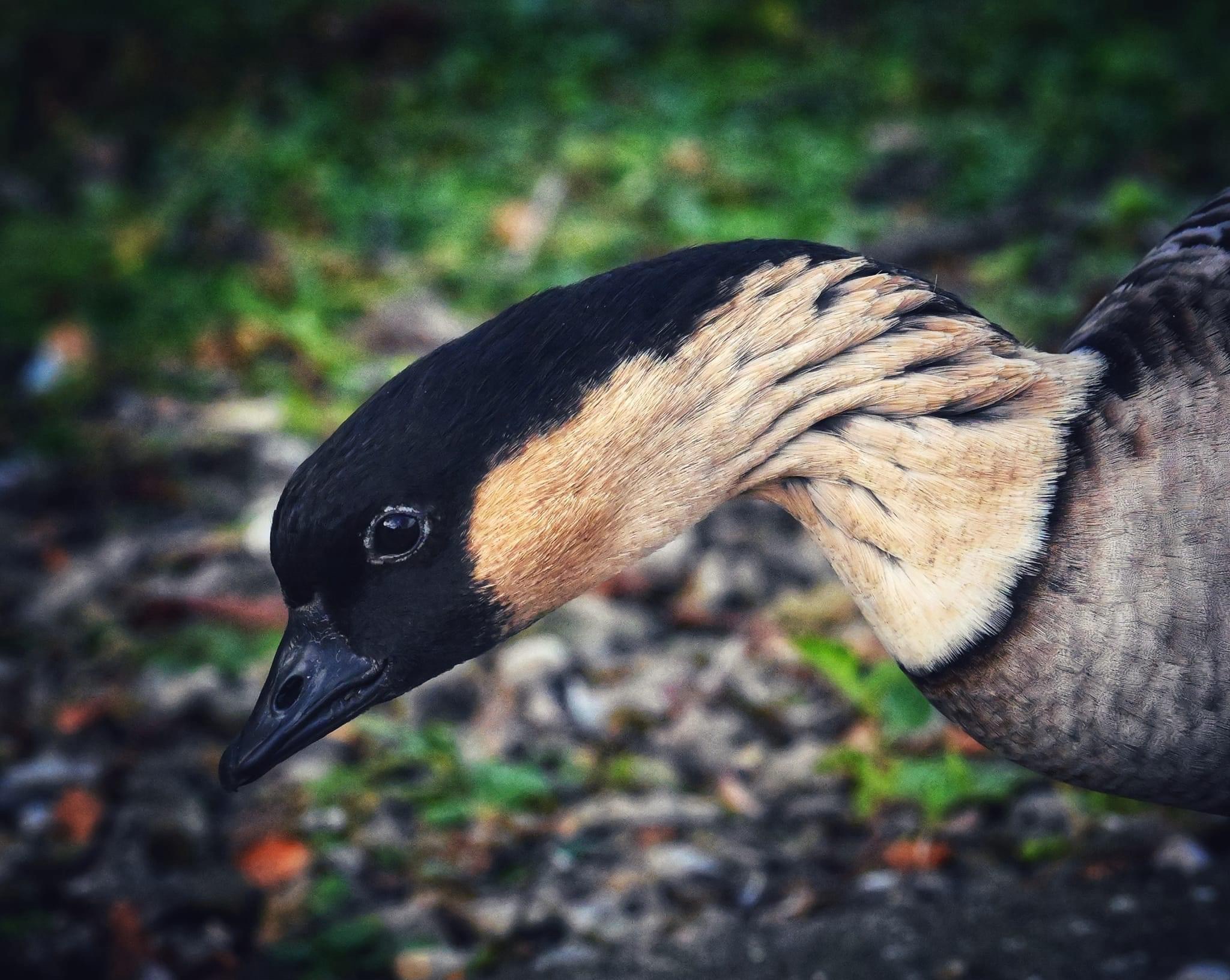 Just a Duck Being a Duck