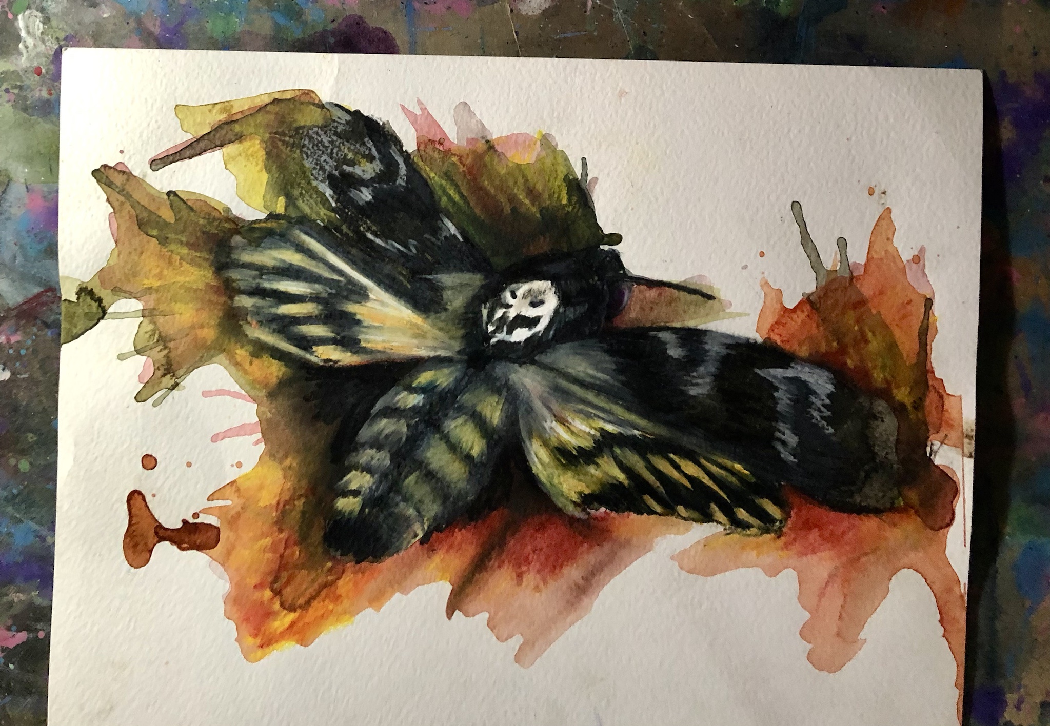 Check Out My Drawing of the Death's Head Hawk Moth!
