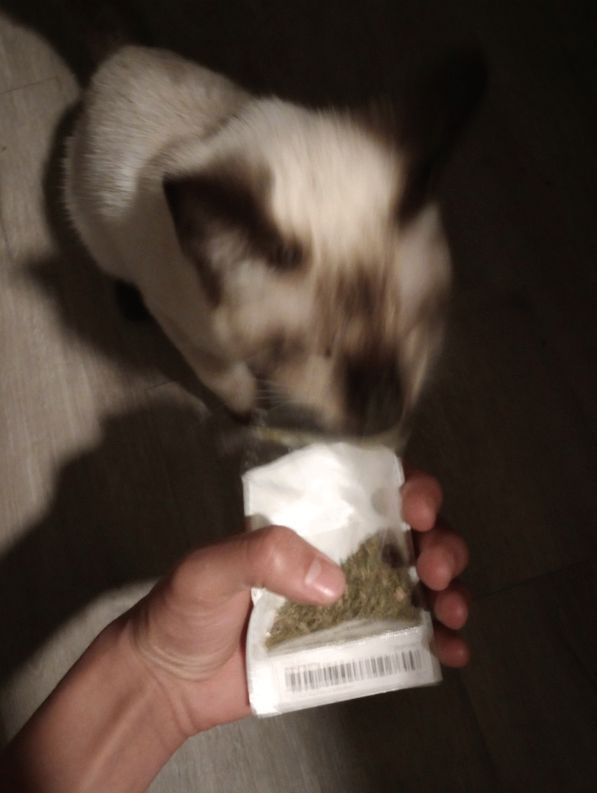 The Allure of Catnip