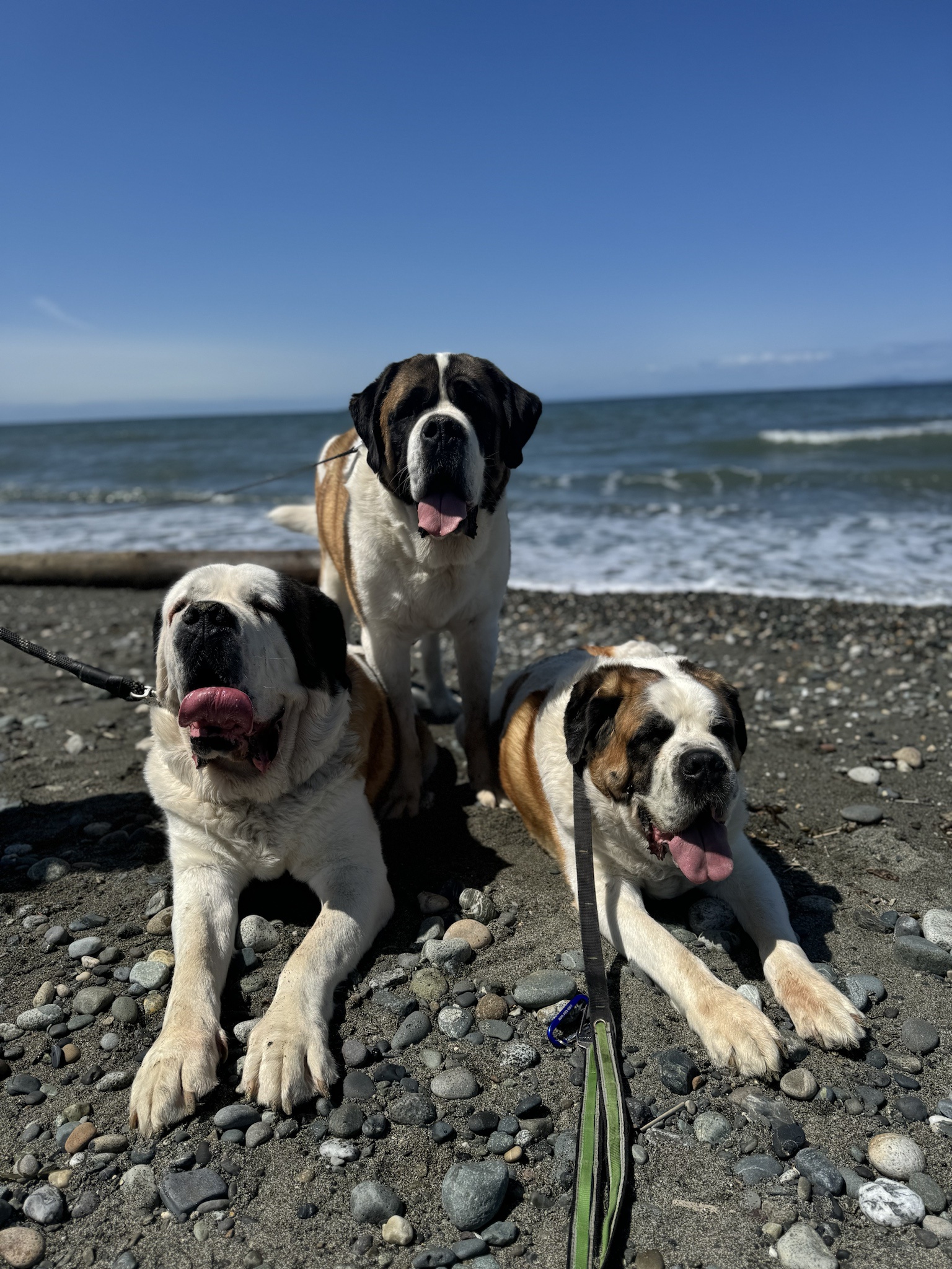 The St. Bernard Tax: A Howling Good Time!