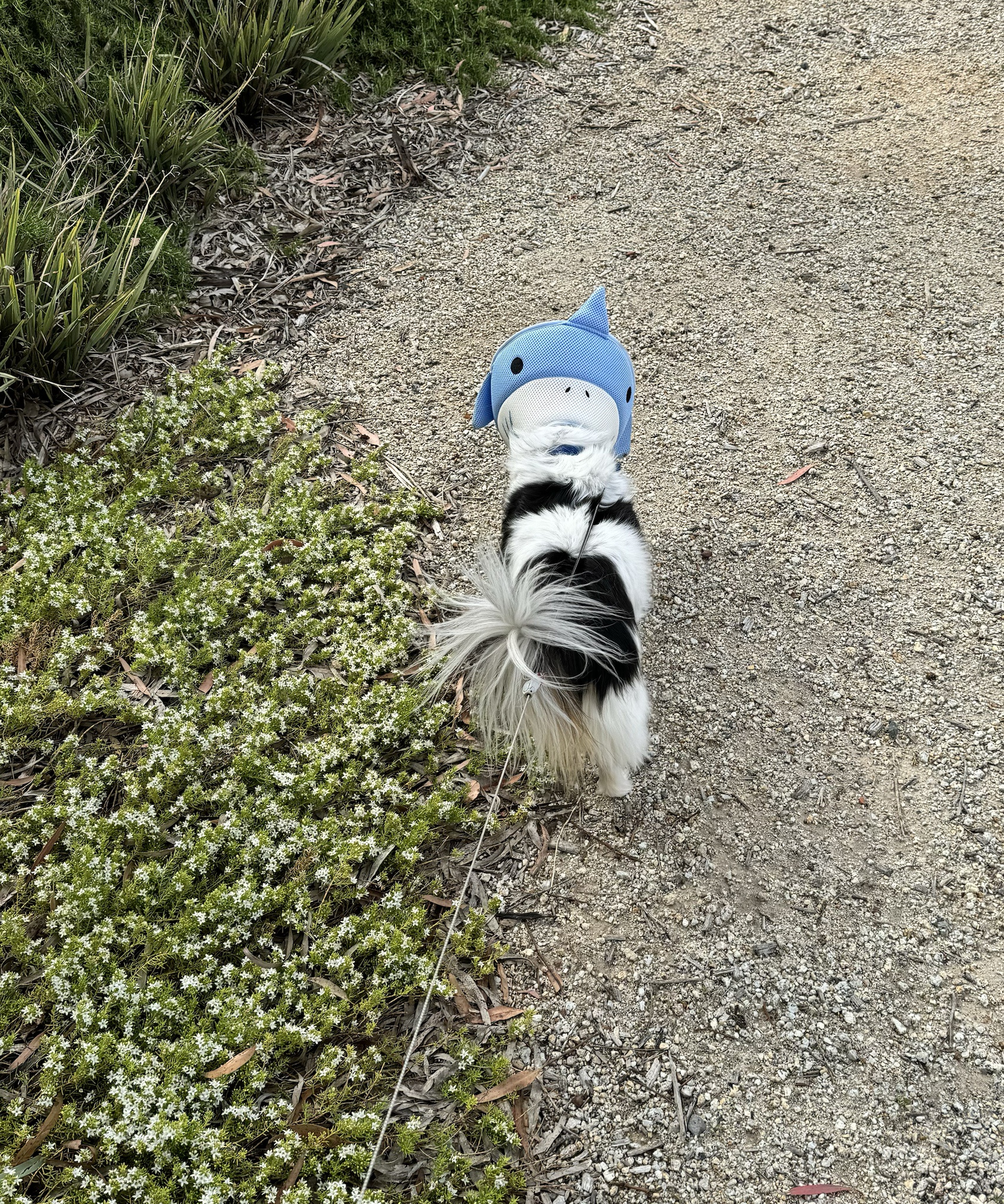 Daily Dose of Cutness: Meet My Dog Panko