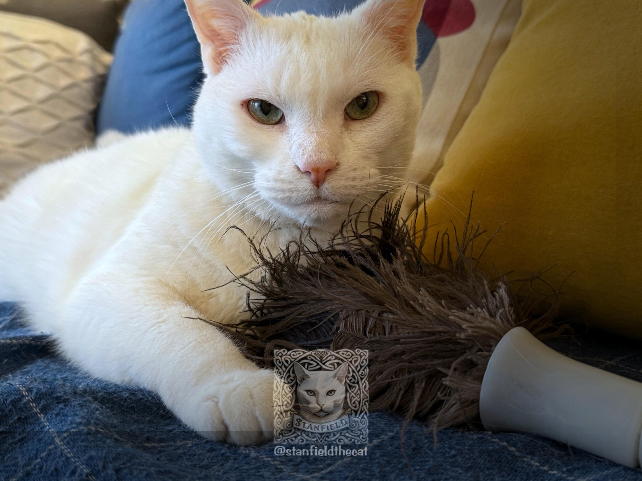 Stanfield absolutely adores being pampered with a feather duster because he's just a quirky little cat.