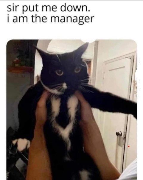 Dapper and Distinguished: Meet the Tuxedo Cat