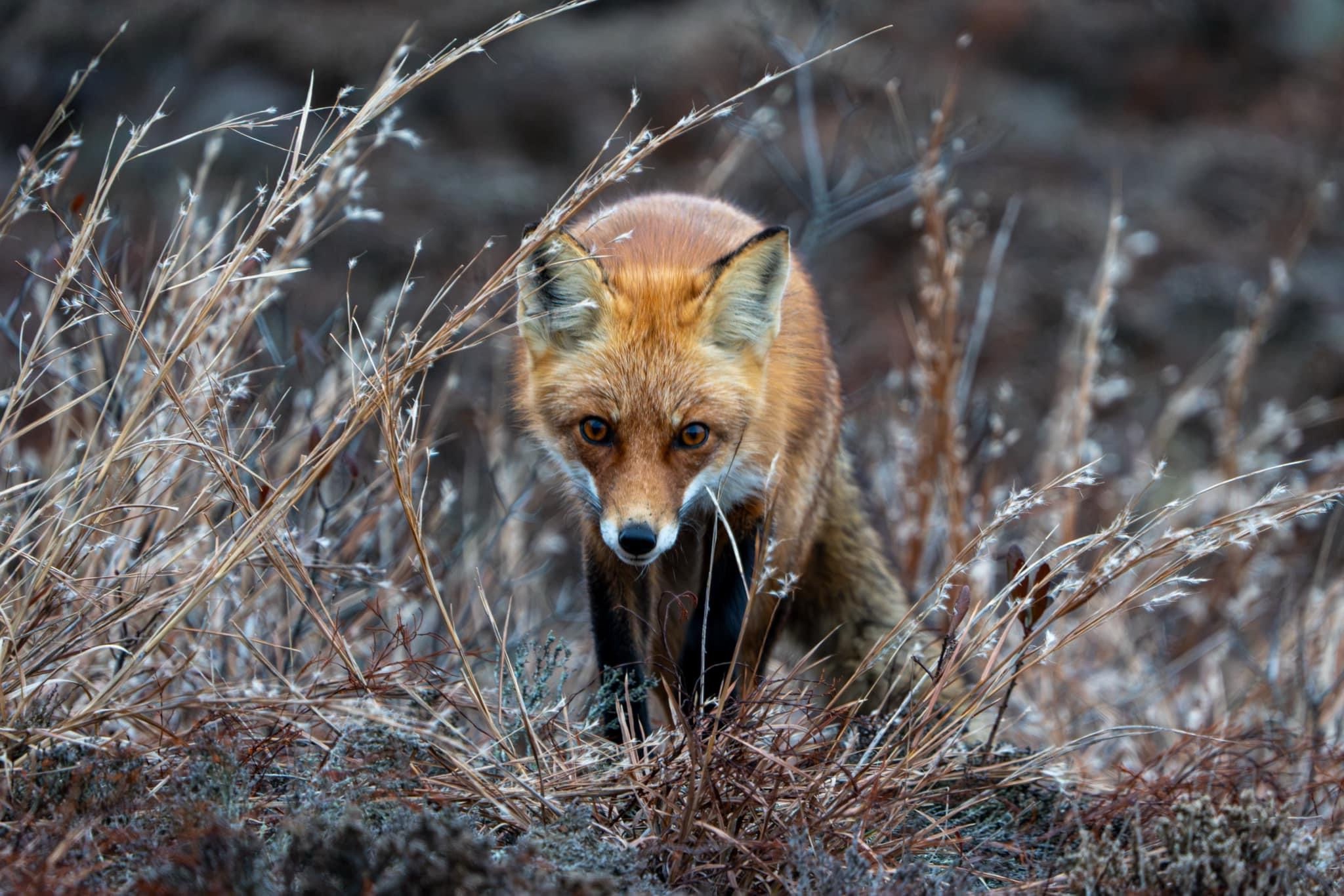 Meet Mrs. Red Fox: The Charming Enigma