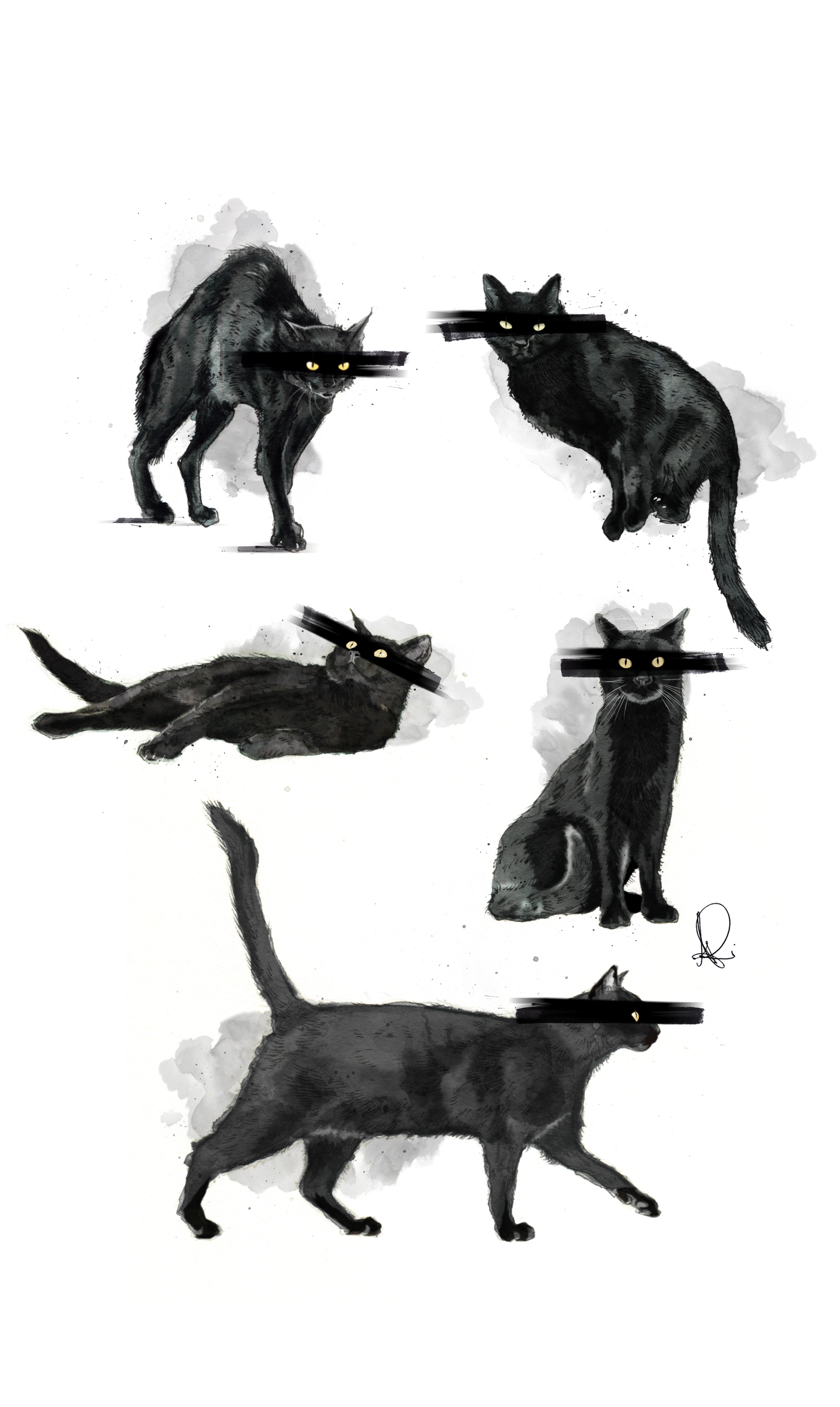 The Enigmatic Black Cat: A Symbol of Mystery