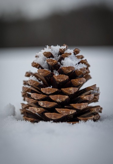 Embracing the Chill: A Winter Pinecone Adventure