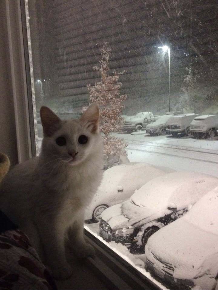 Tracer's Magical First Encounter with Snow