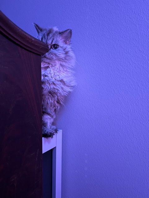 The Sneaky Kitty Who Just Can't Help But Lurk
