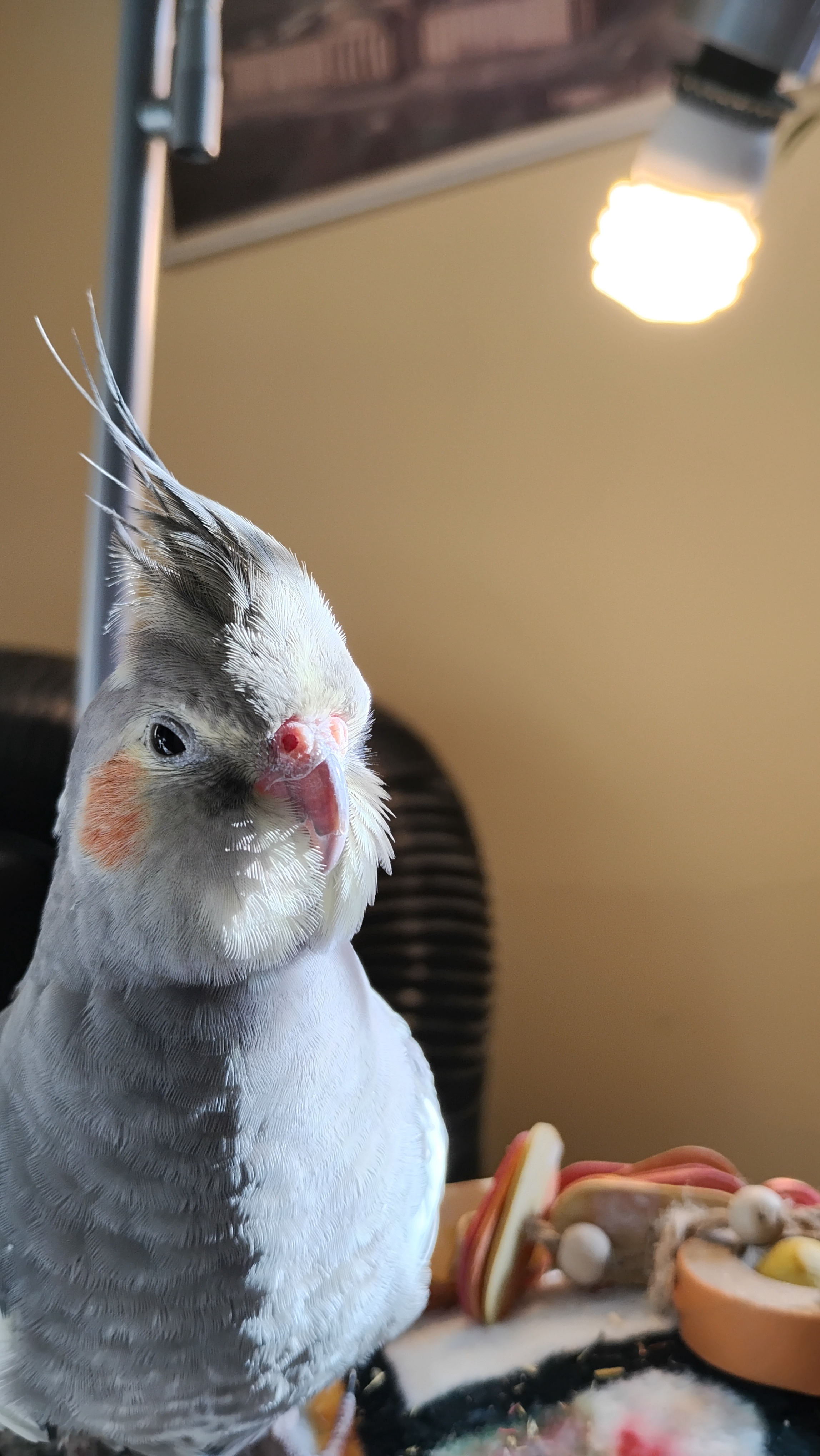 Your Daily Dose of Birdie Joy: Daily Birb