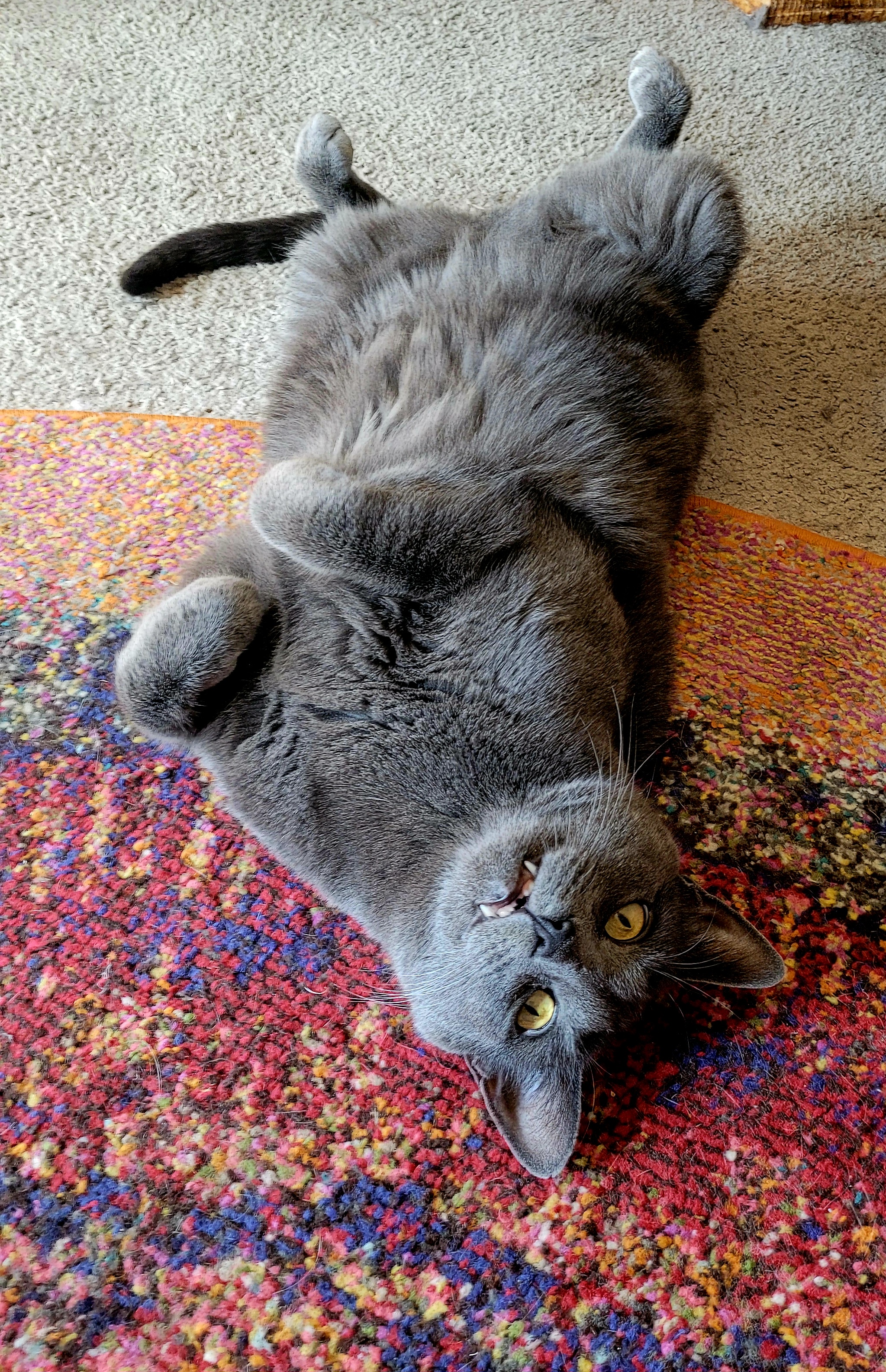 Psycho kitty: What on earth is going on?