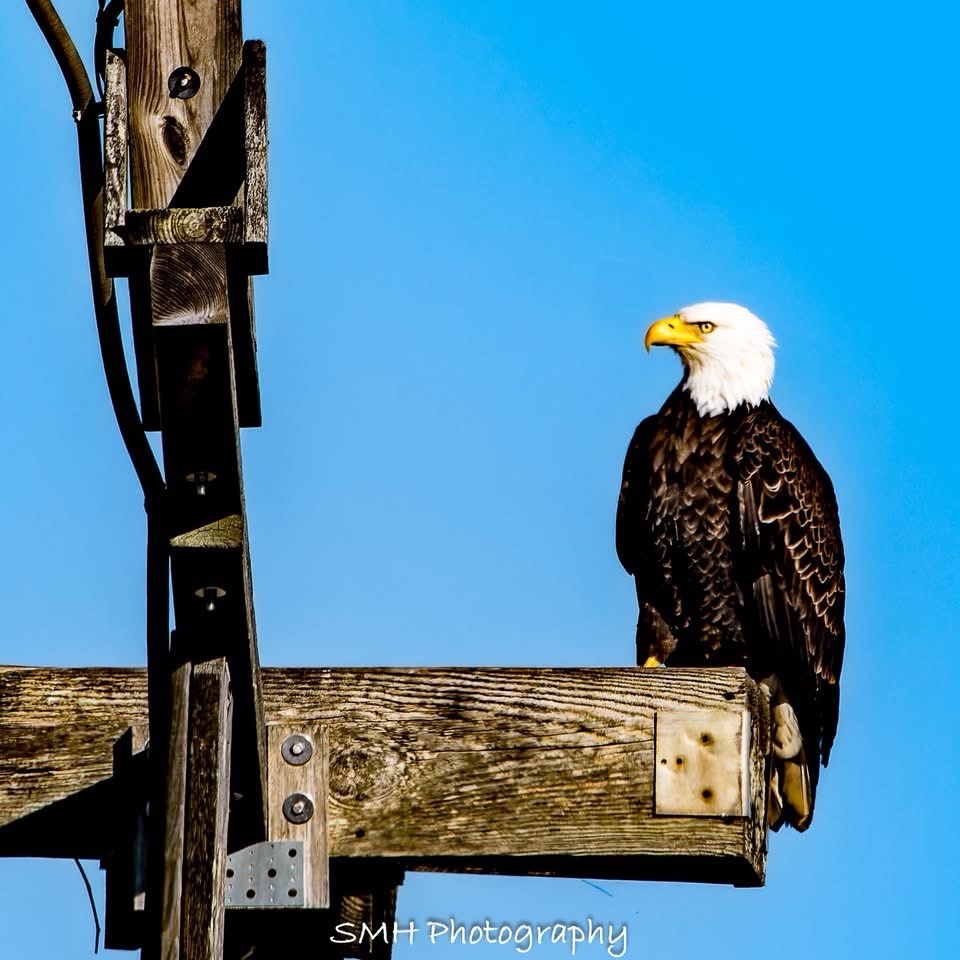 Majestic Eagle in Flight