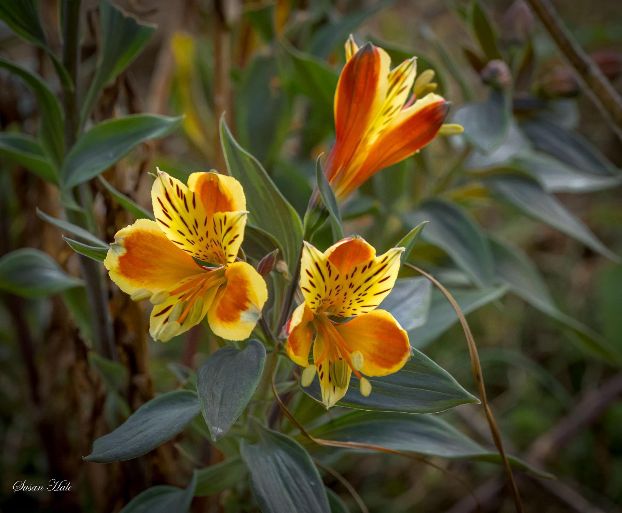 The Beauty of Marigold