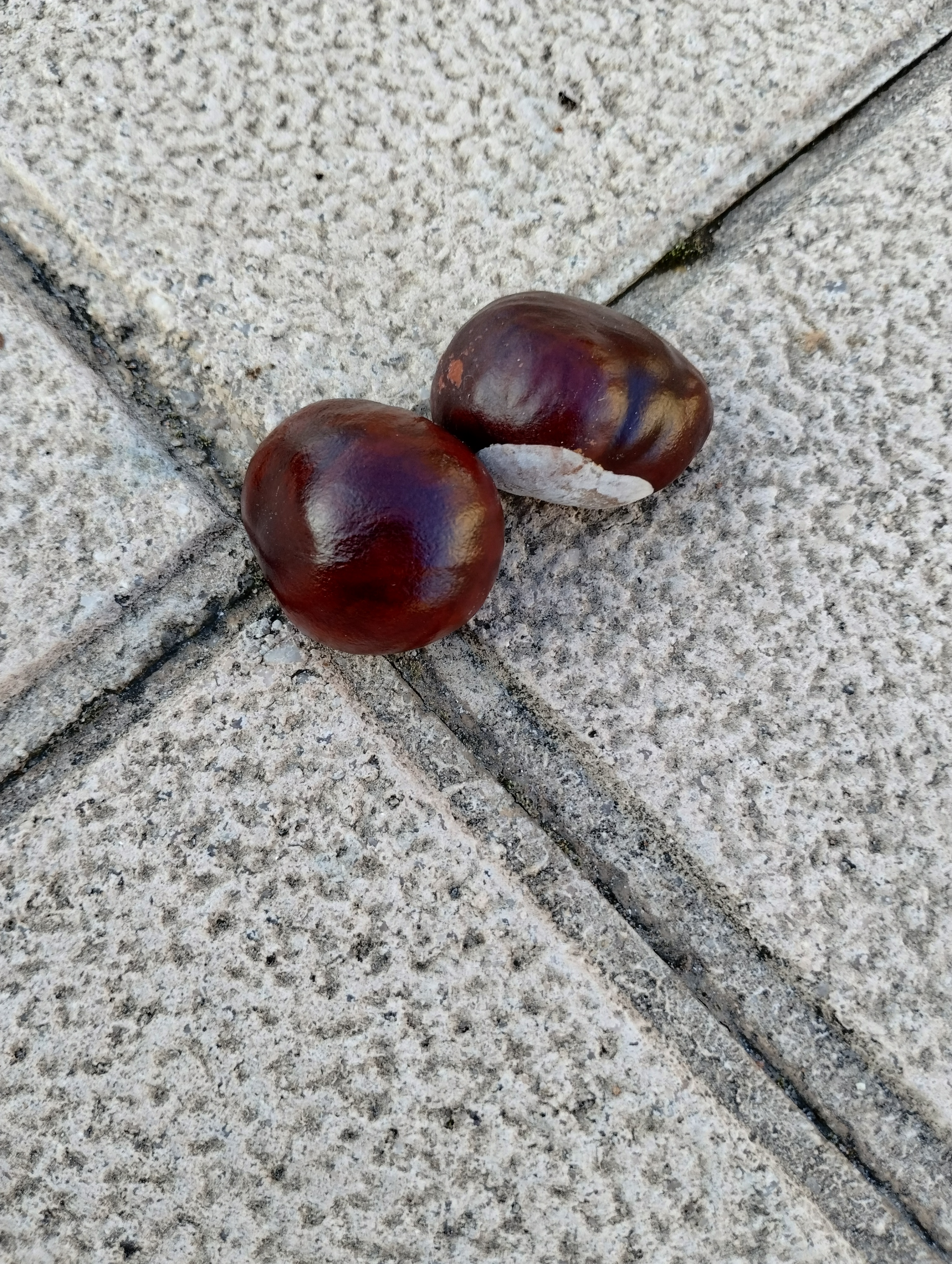 Castañas Lying on the Ground