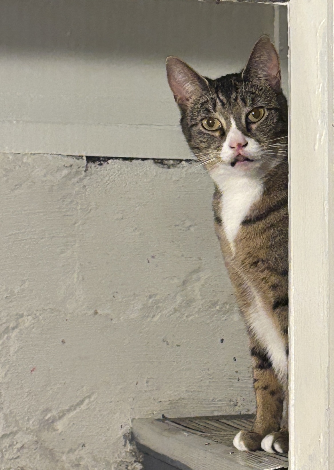 Celebrating National Cat Day with Feline Love