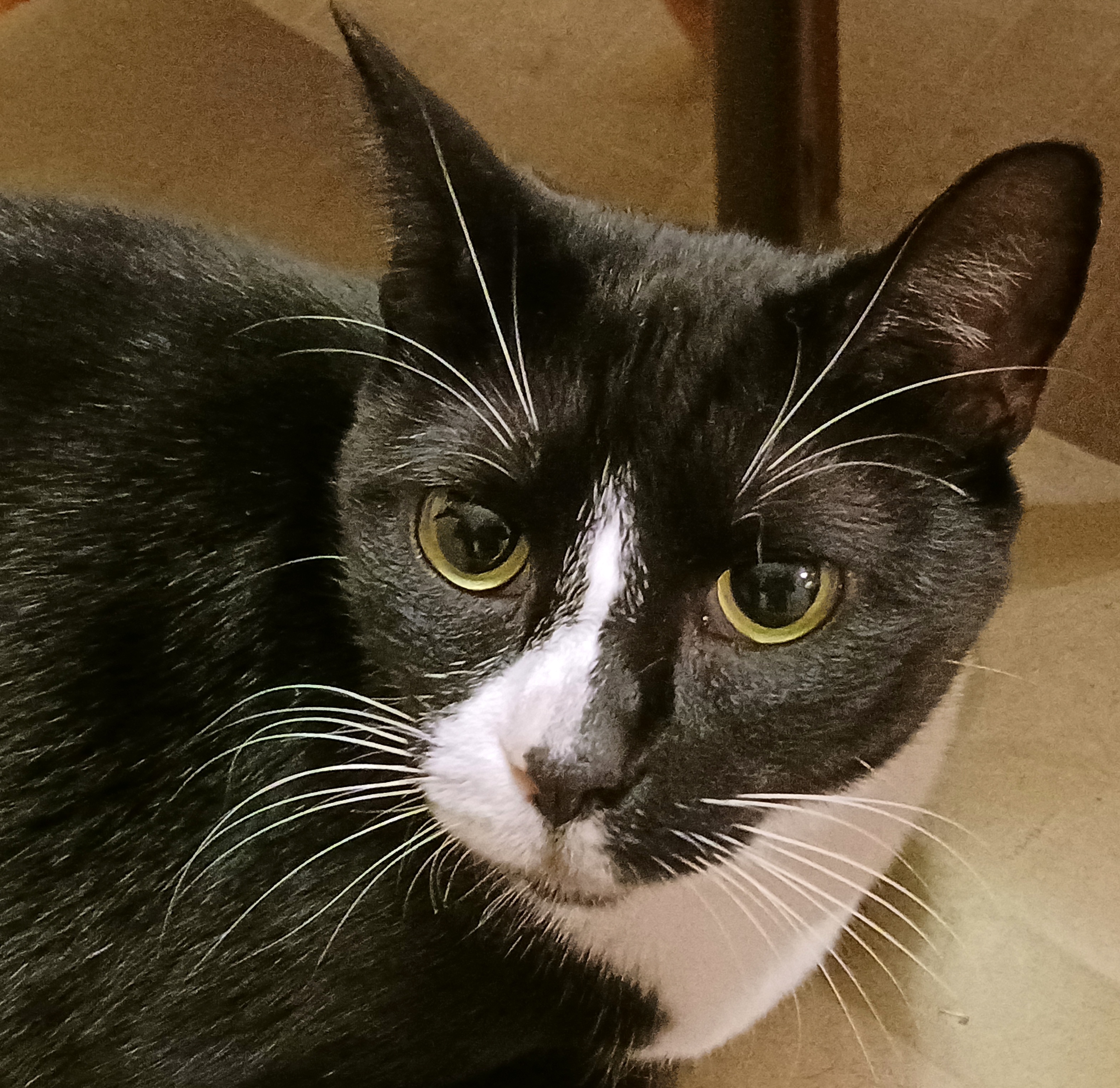 Meet the Adorable Black and White Cat: A Purrfect Companion!