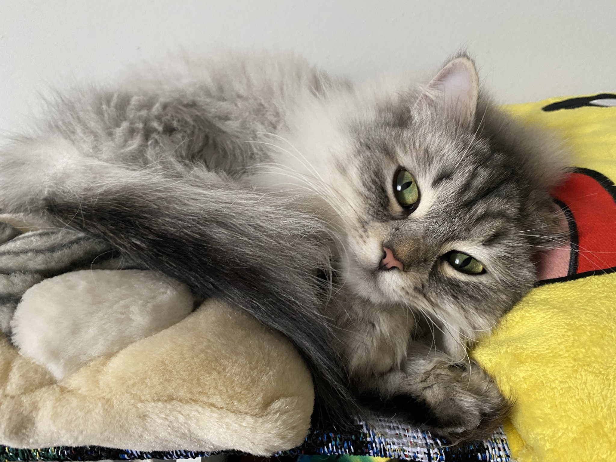 Exciting Updates on Persephone's Growth Journey