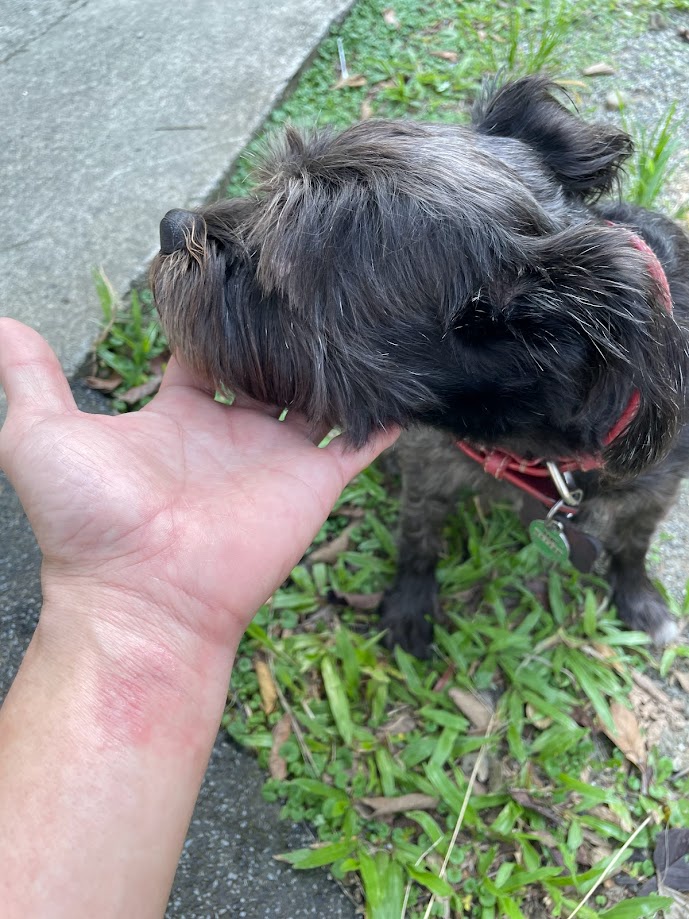 The Timeless Charm of an Old Dog