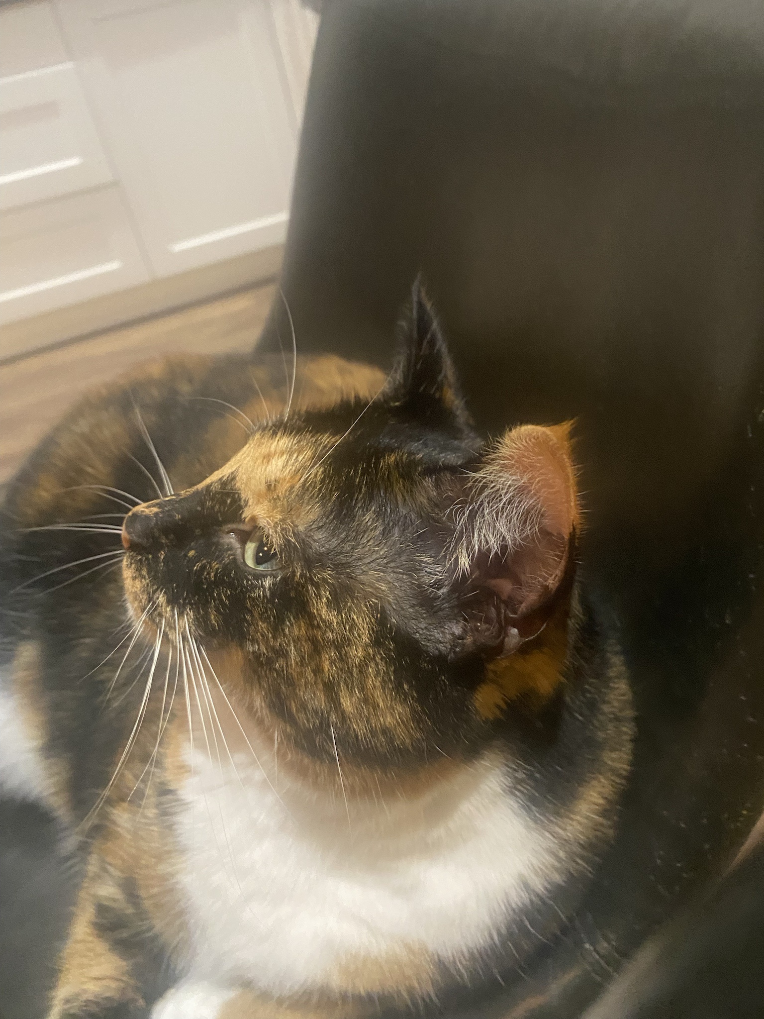 Crumble’s Daily Snapshot: A Moment Captured