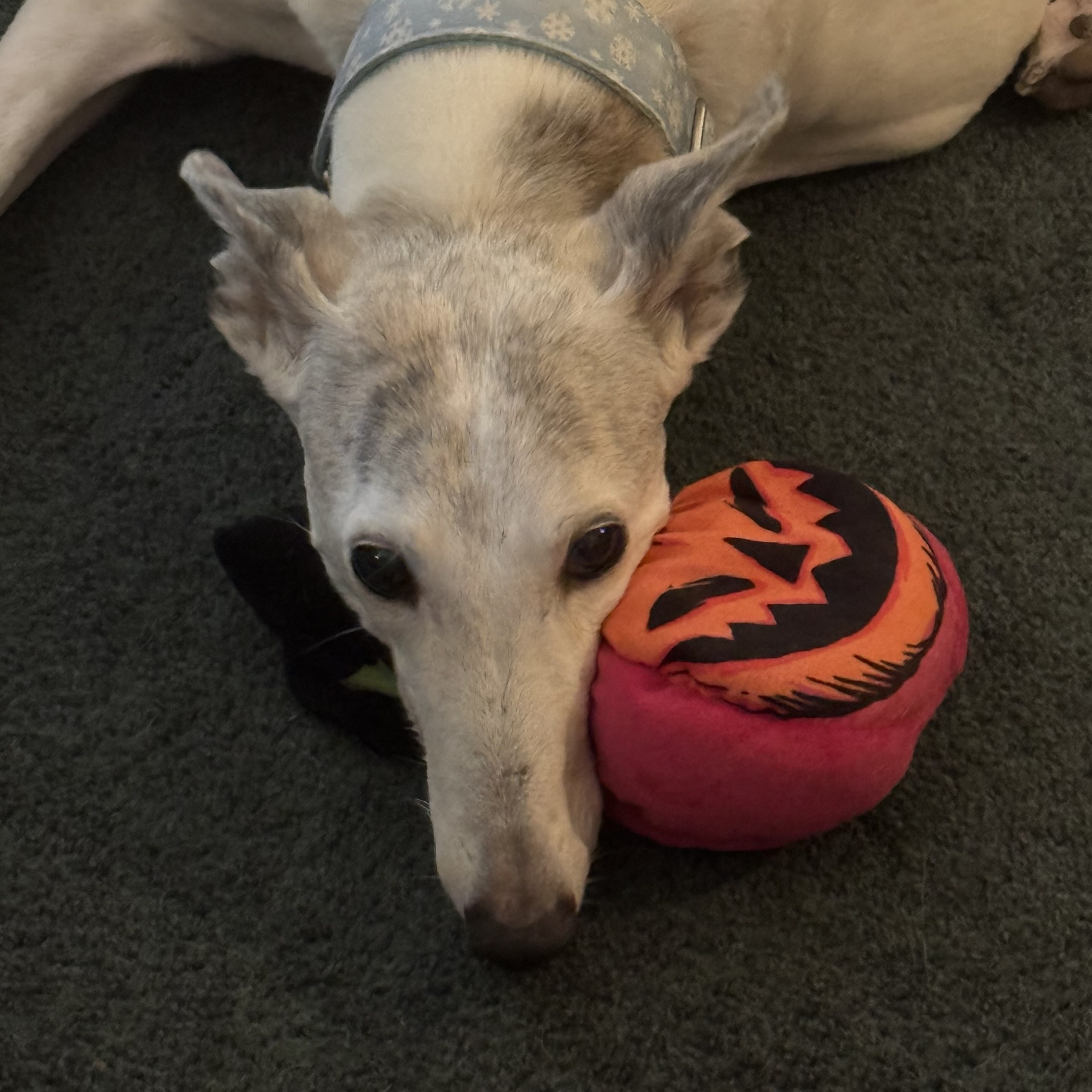Zhaan Embraces the Holiday Spirit