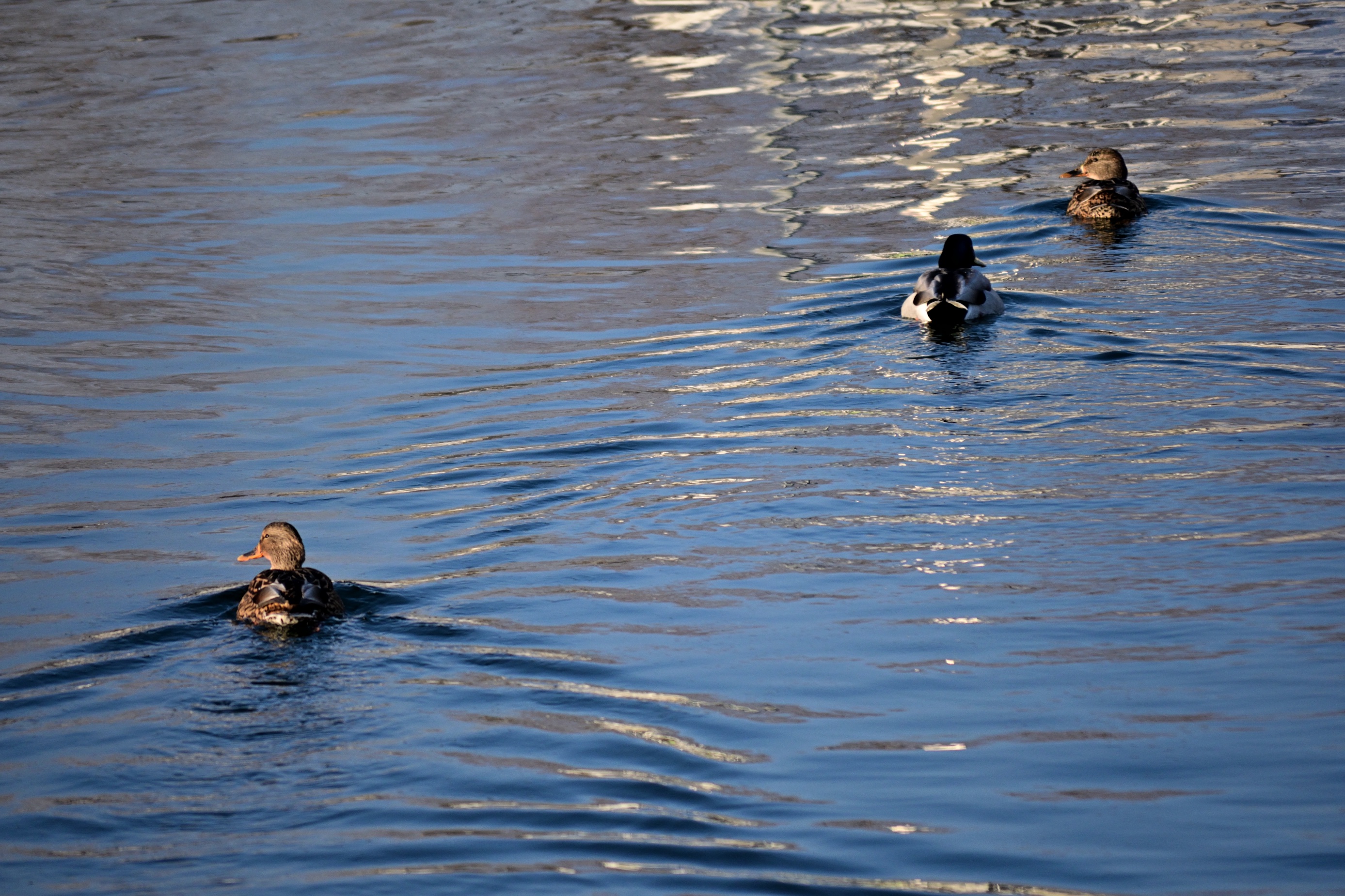 The Quirky Trio: Three Ducks in a Row