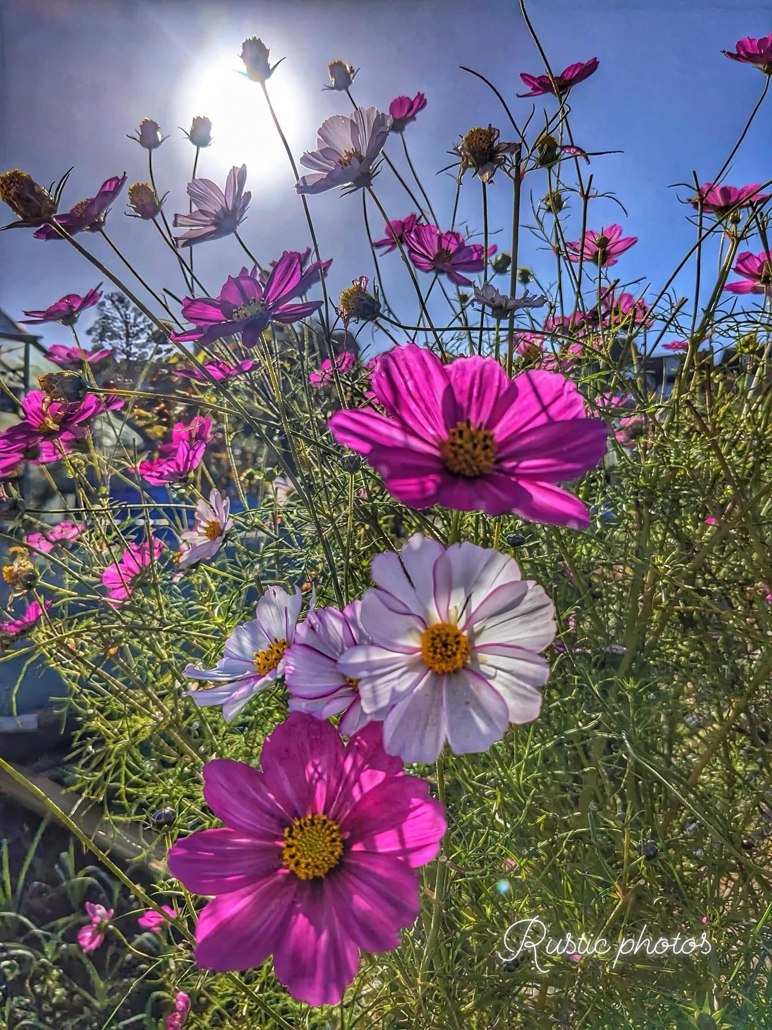 A Beautiful Bouquet of Flowers