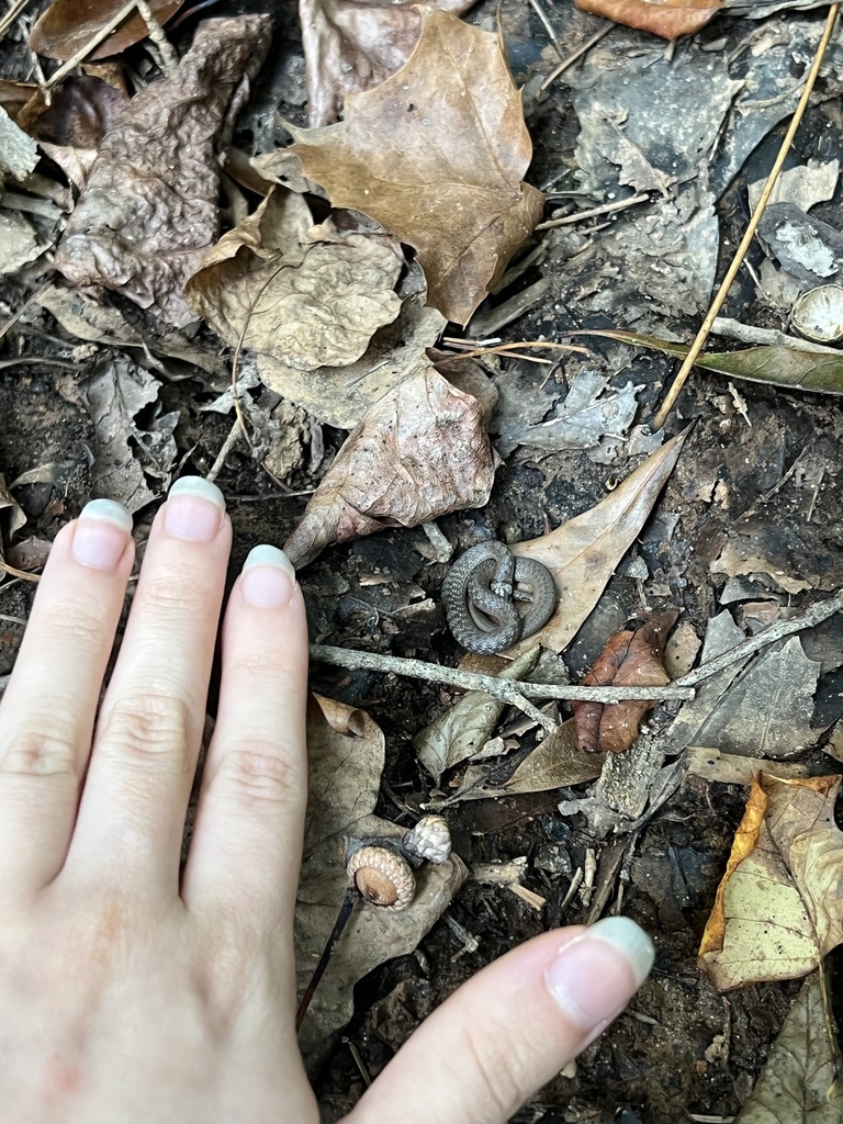 Meet Baby Dekay: The Adorable Brownsnake You Didn't Know You Needed