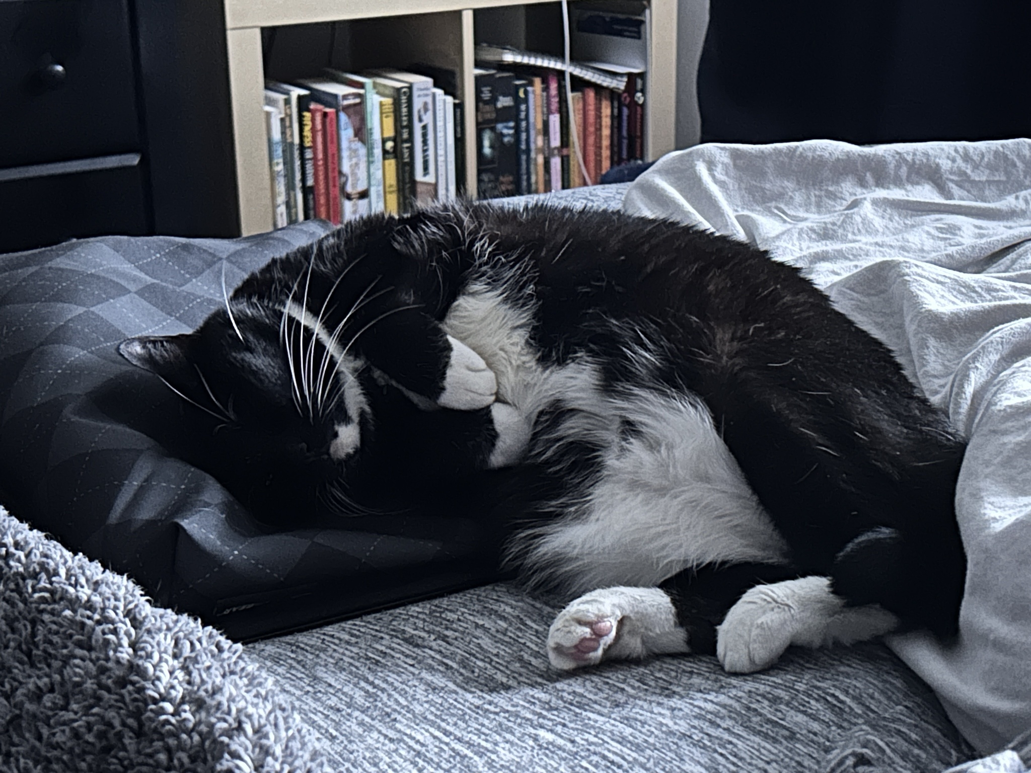 Lucy Making a Great Escape from Holiday Madness