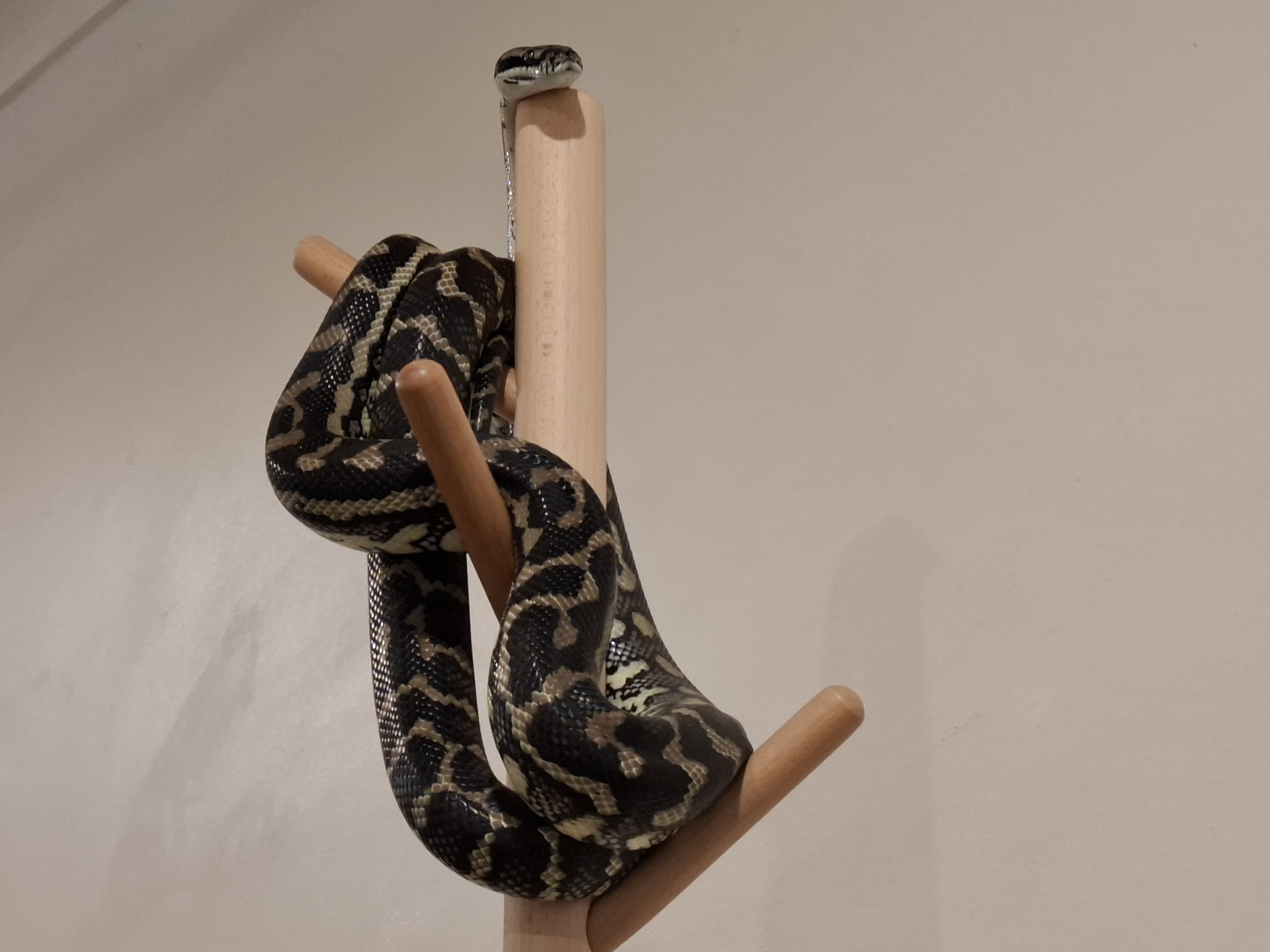 Meet Victor the Constrictor: The Ultimate Snake