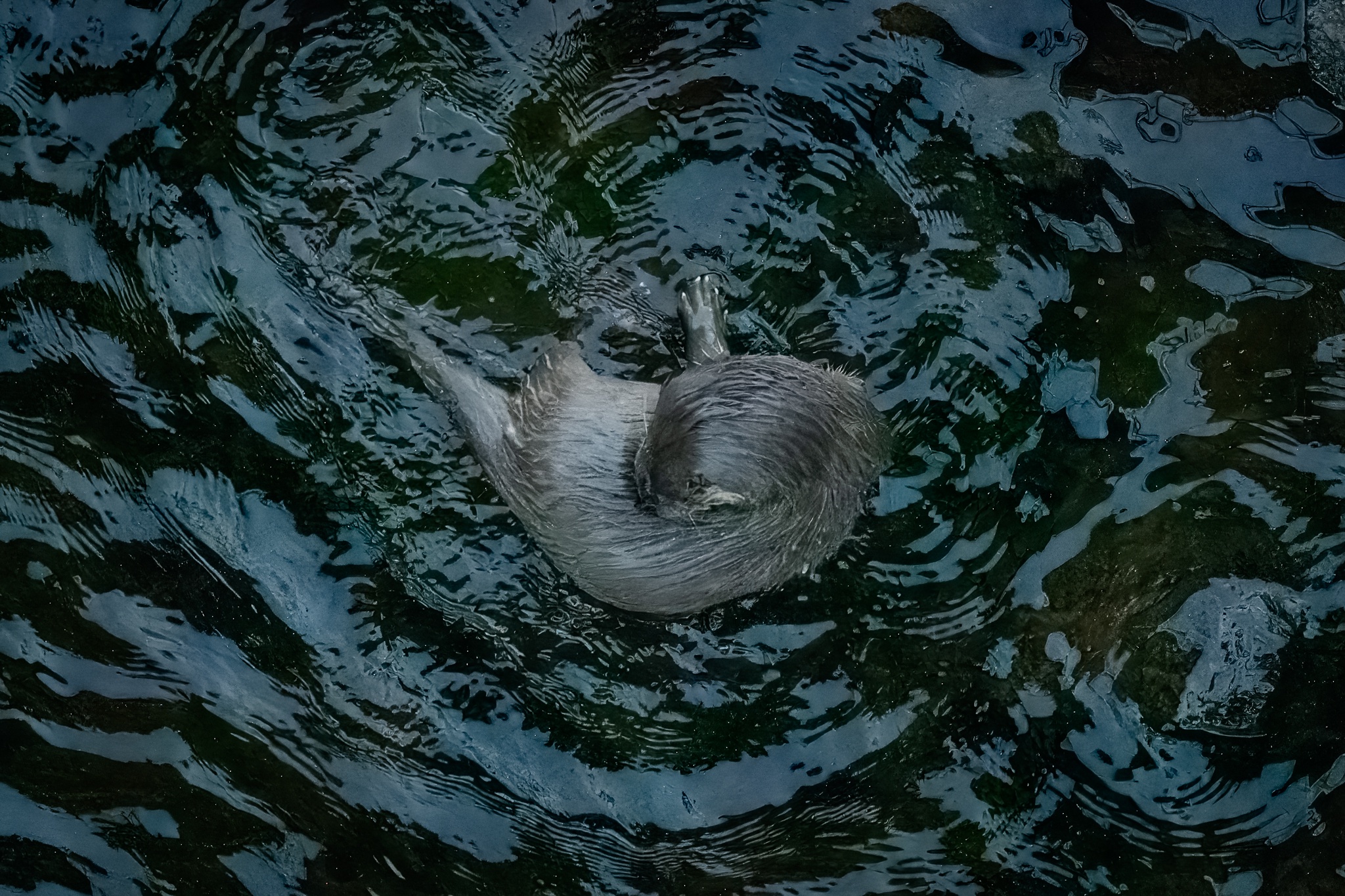 A Day in the Life of a Wildlife Photographer by a Scottish River
