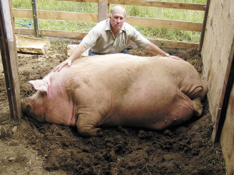 Meet Big Bill, the Gigantic Pig!