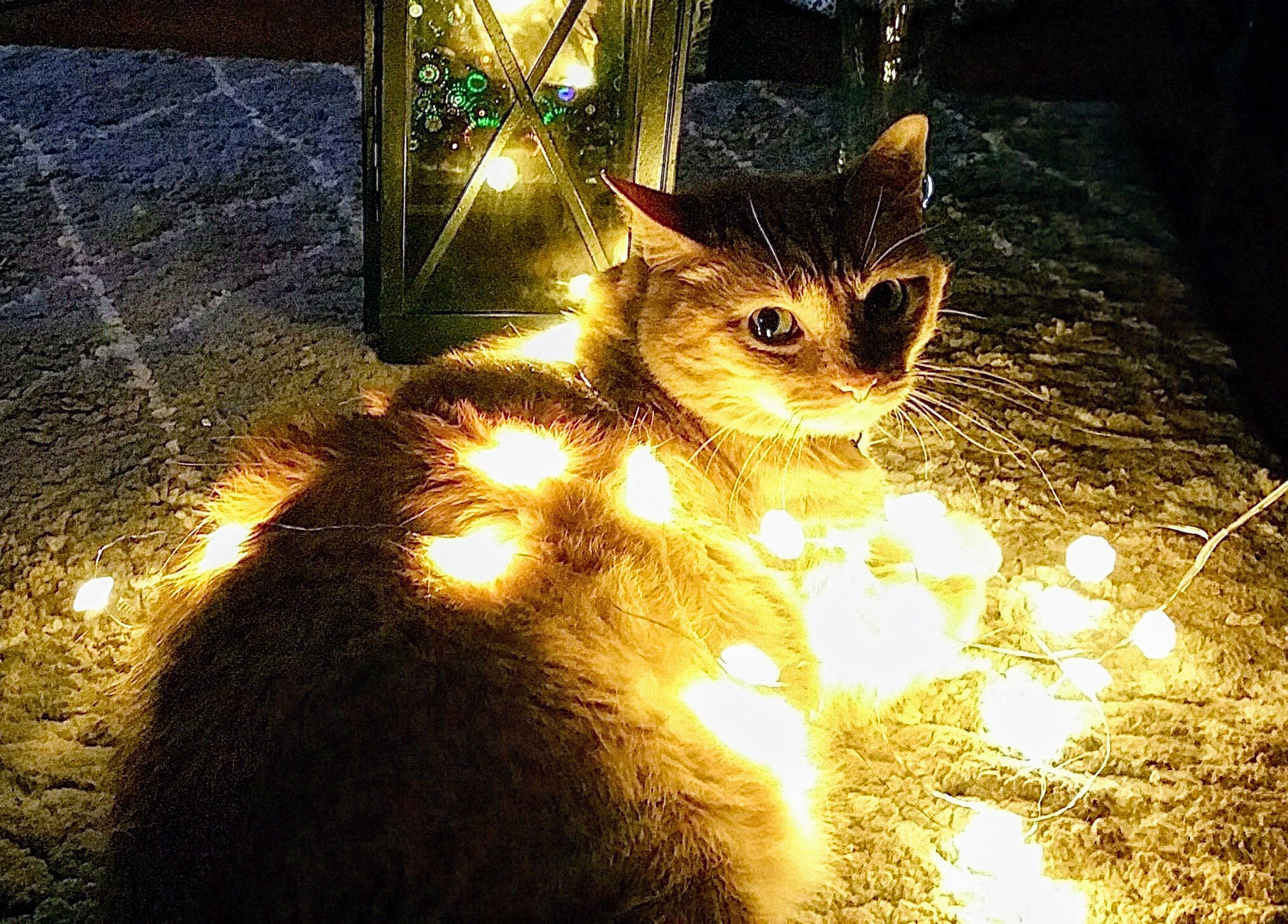 Goldie is in a Spooktacular Halloween Mood