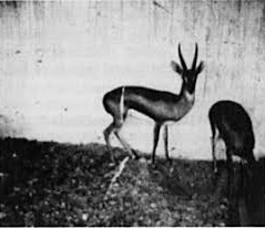 Meet the Possibly Extinct Saudi Gazelle: Gazella saudiya
