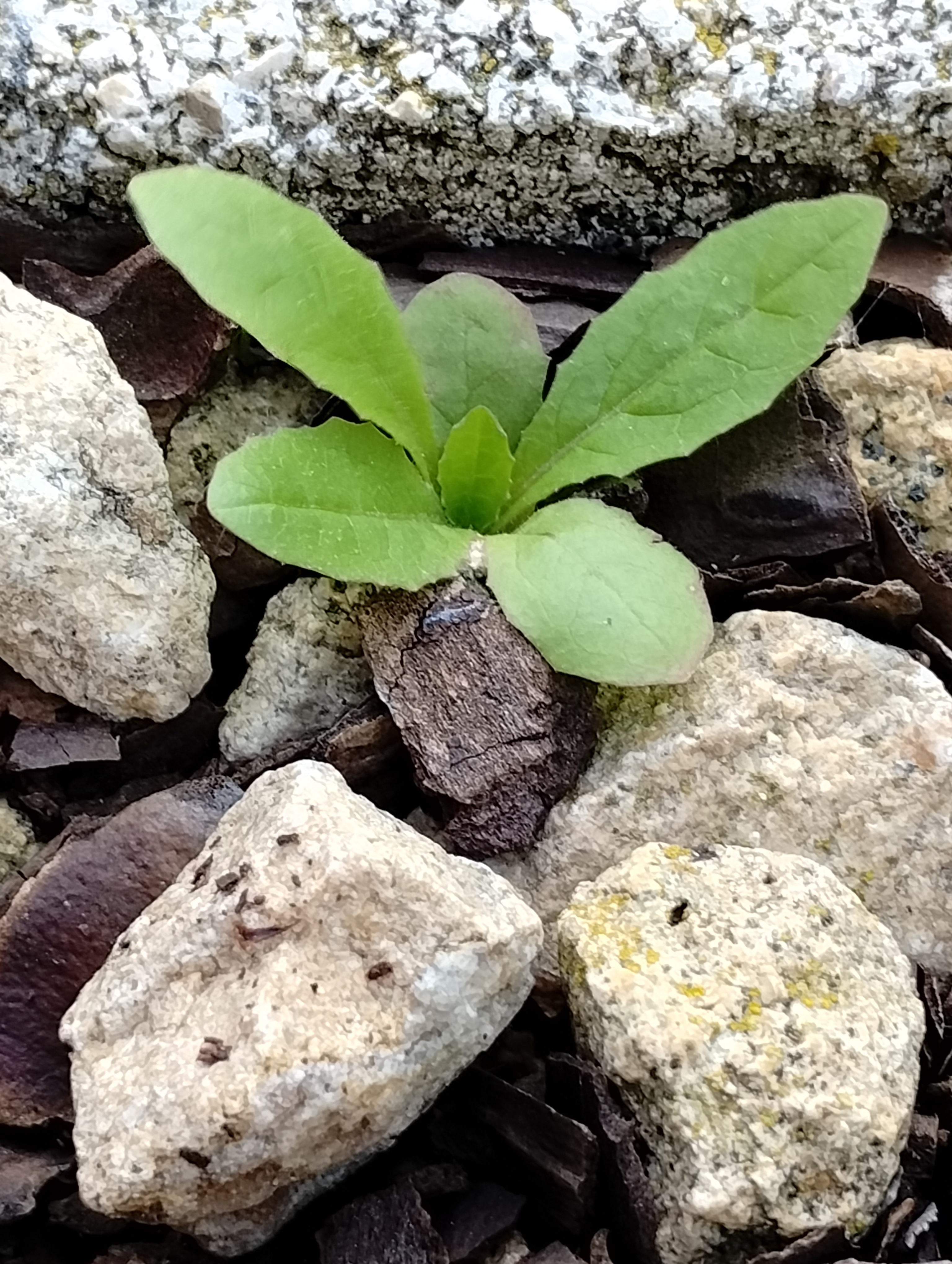 Embracing my inner plantita!