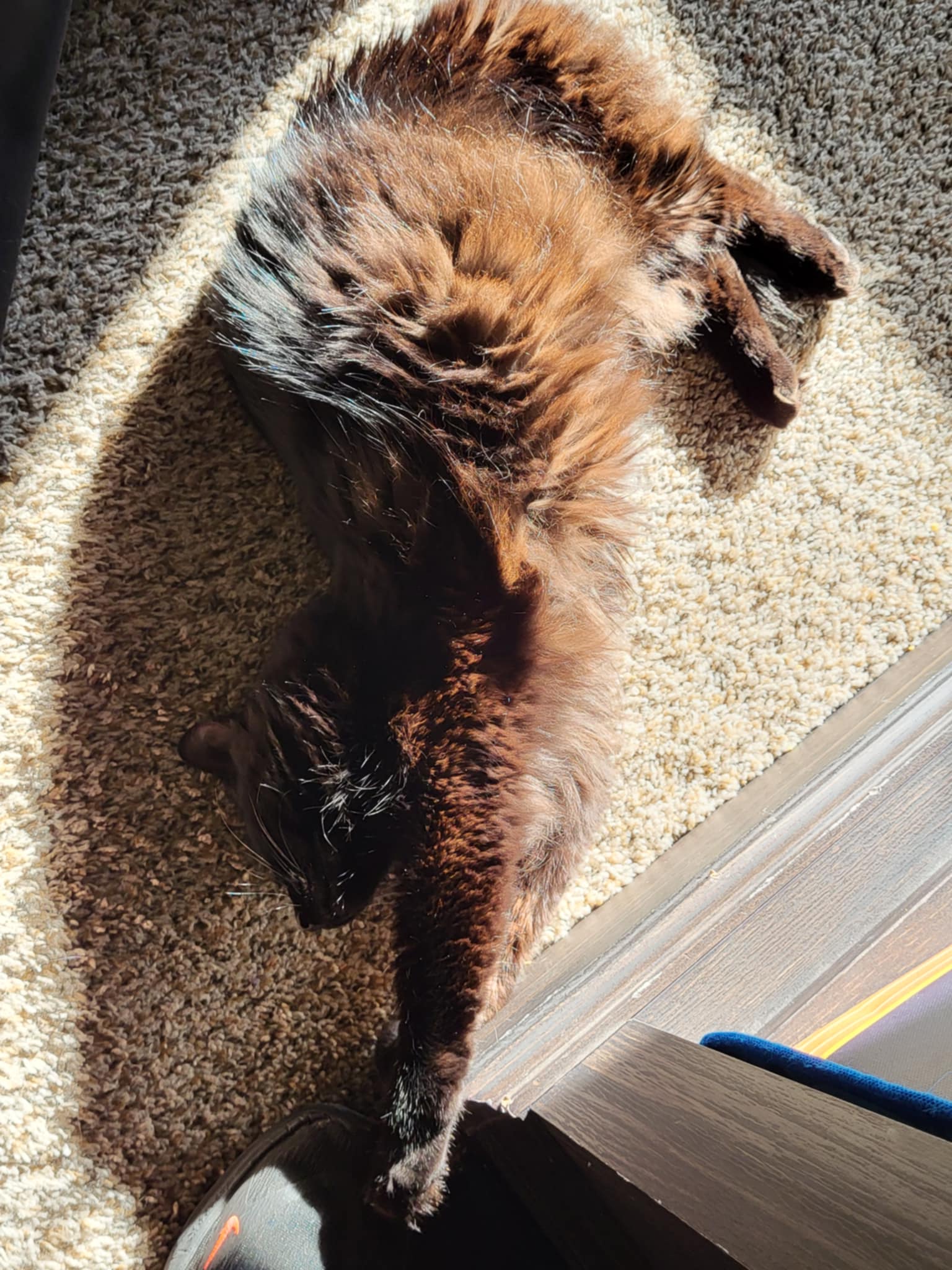 Big Sunlight Stretch: Embracing the Warmth <3