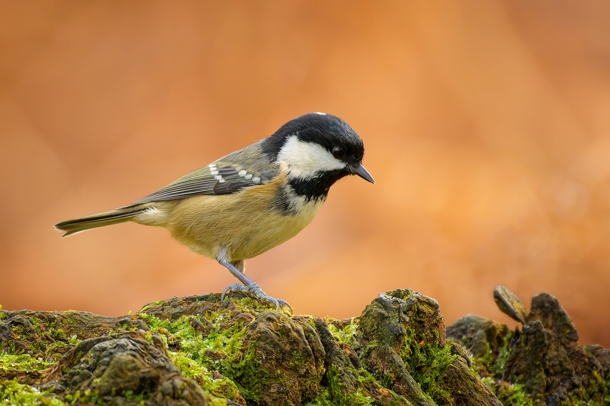 Meet the Coal Tit: A charming little bird (Periparus ater)