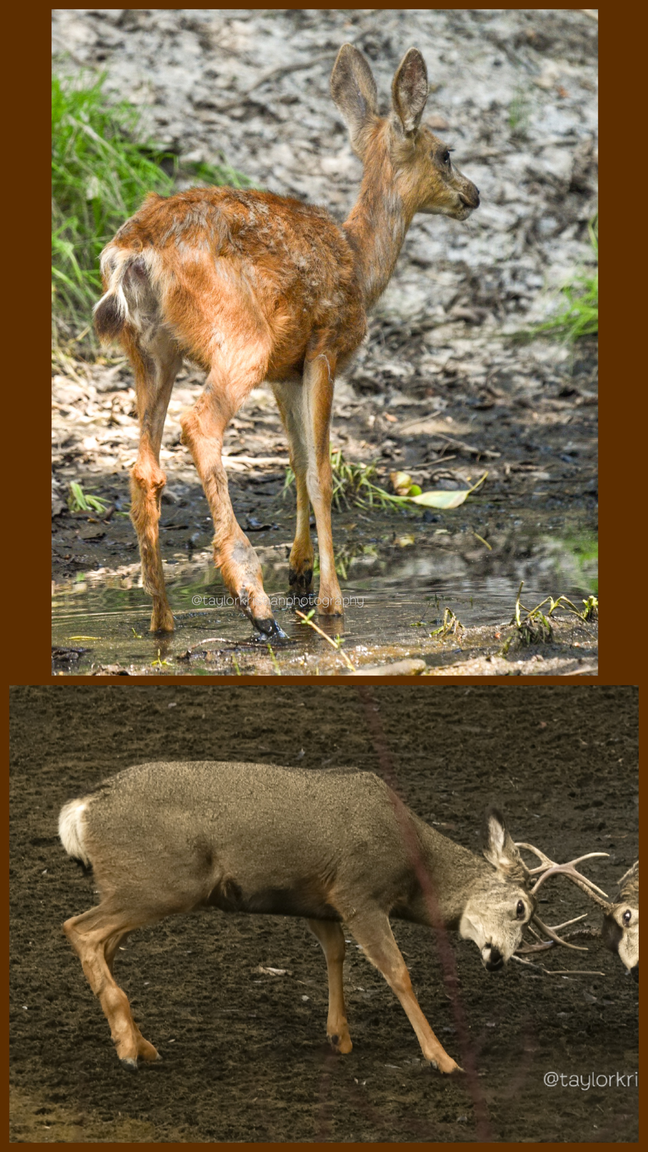 From Injury to Triumph: The Inspiring Journey of a Fawn