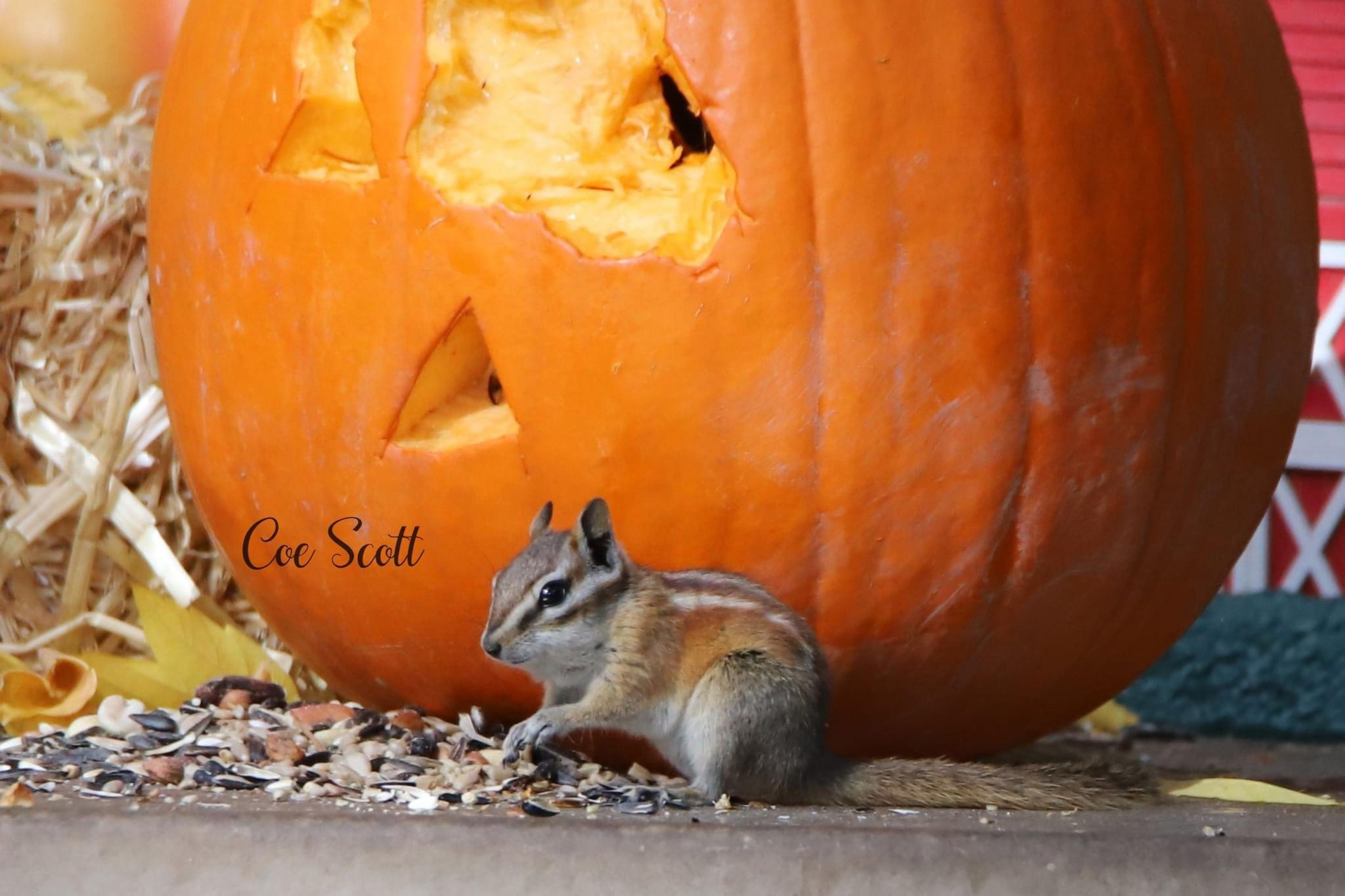 The Classic Pumpkin Eater Meme