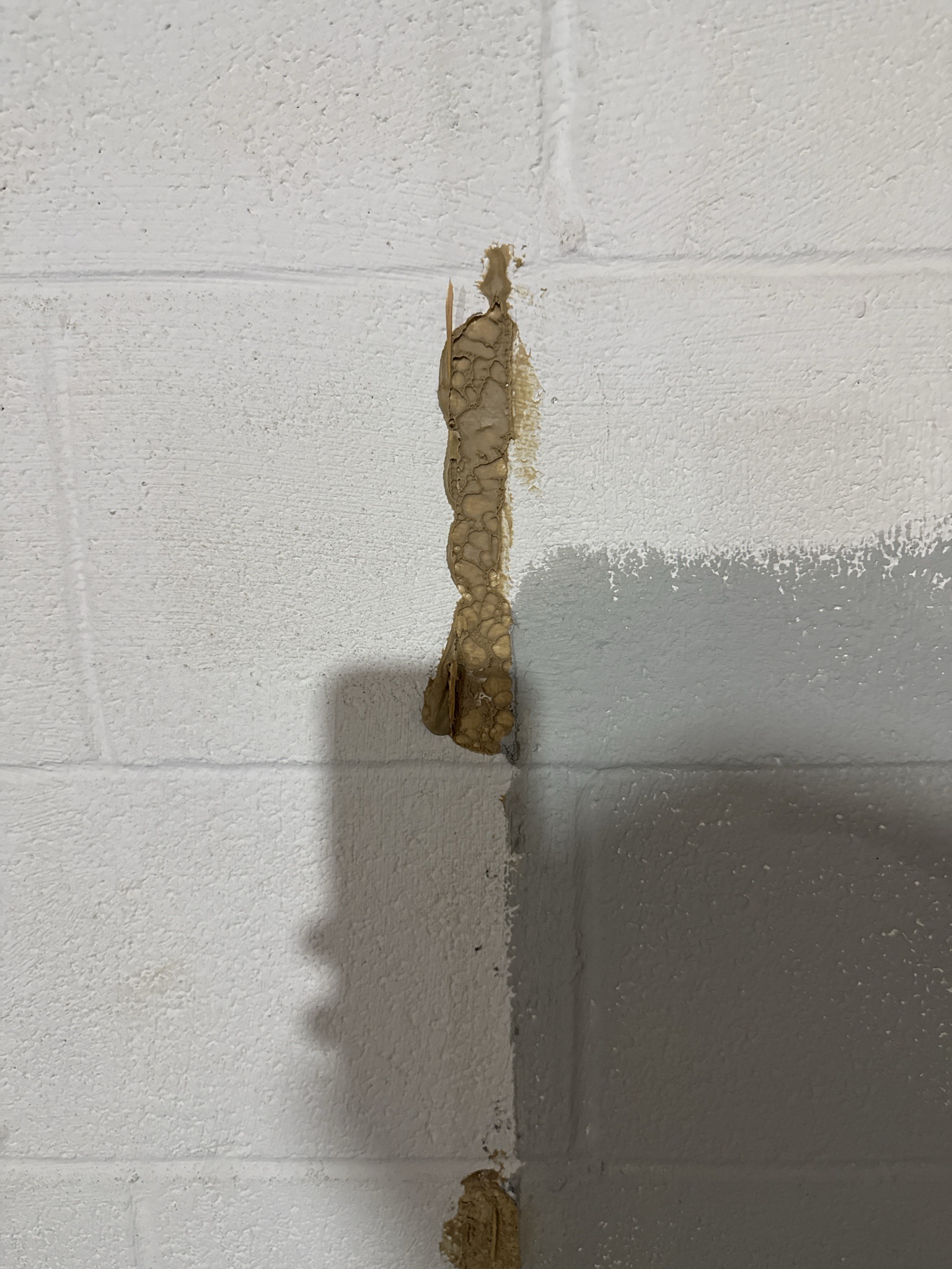 What is This Mysterious Brown Substance on My Wall?