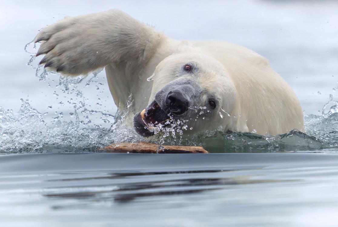 Announcing the 2025 World Nature Photographer Awards!