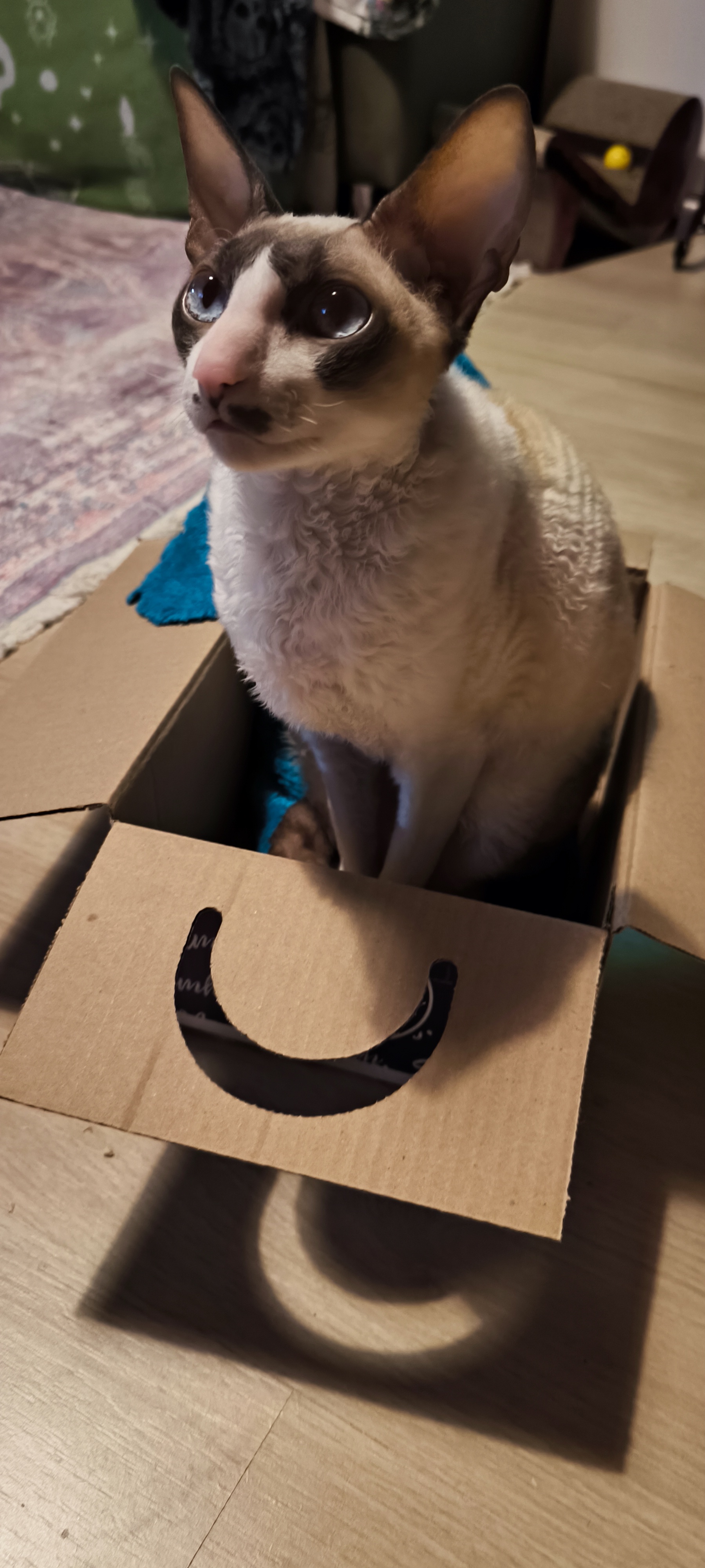 Finding Joy in a Simple Cardboard Box
