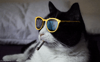 Hilarious Cat GIF That Will Make You Smile